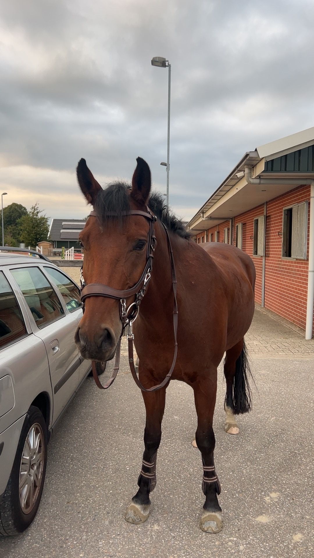 new-forest allround-pony ruin 7 years old bruin for sale - Photo 3