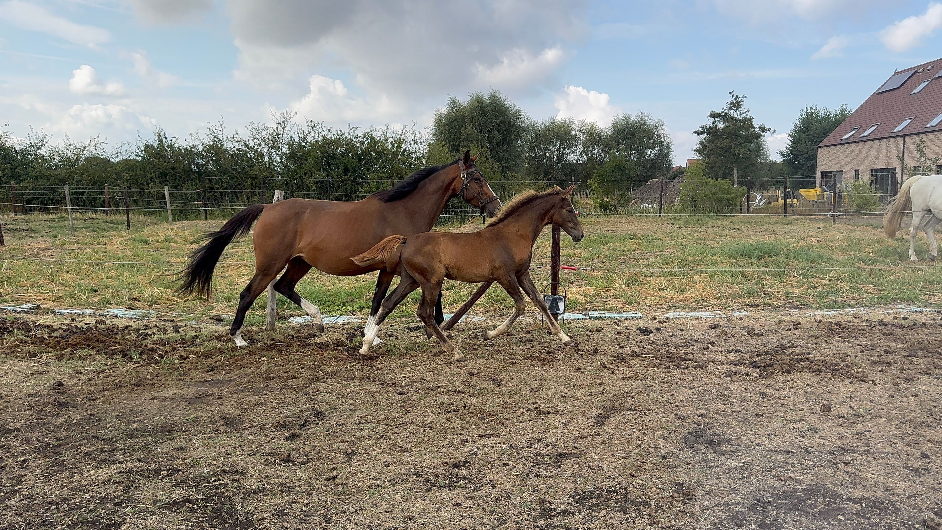 zangersheide springpaard merrie 0 år vos till salu - Foto 5