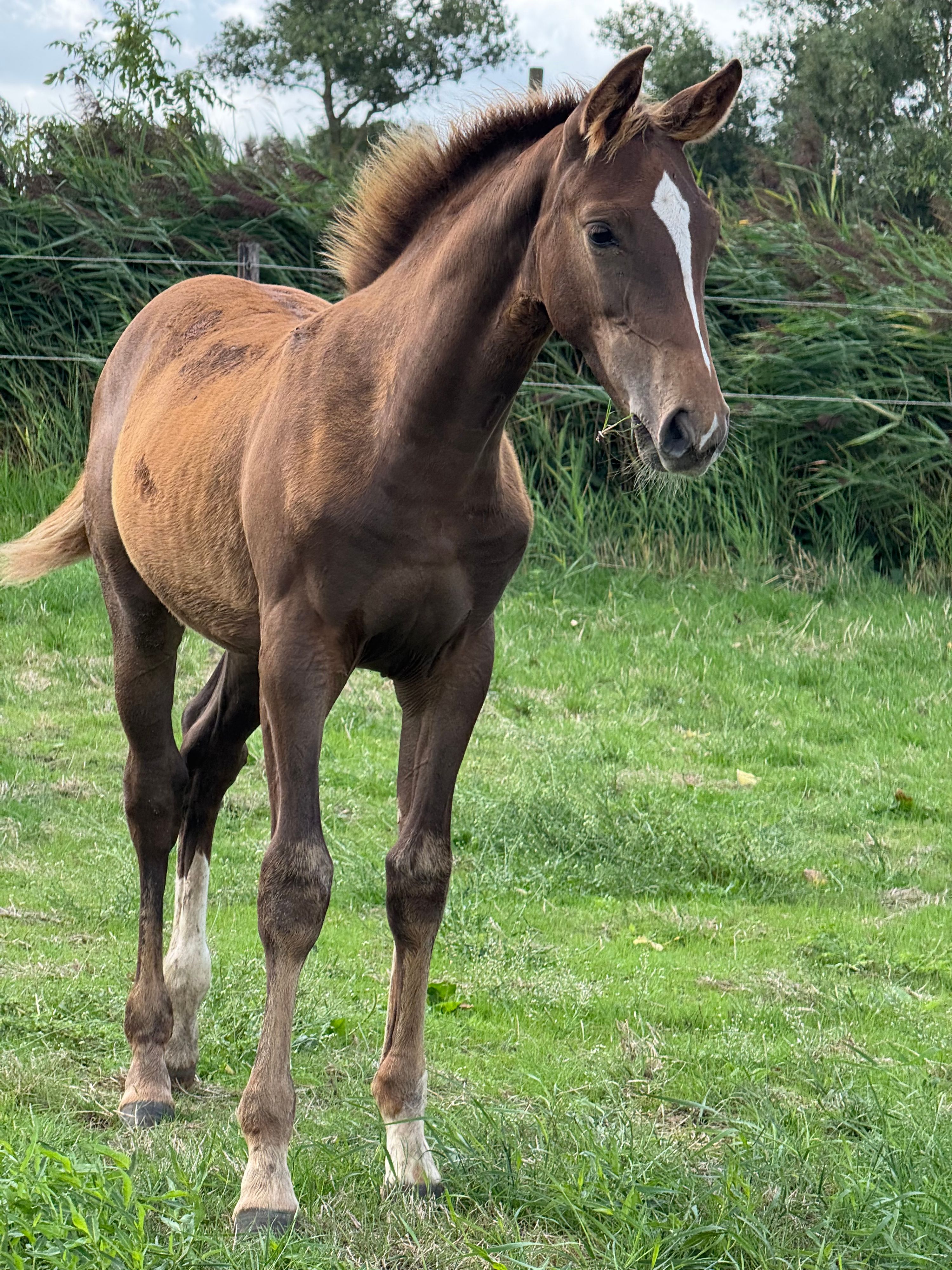 zangersheide springpaard merrie 0 år vos till salu - Foto 2