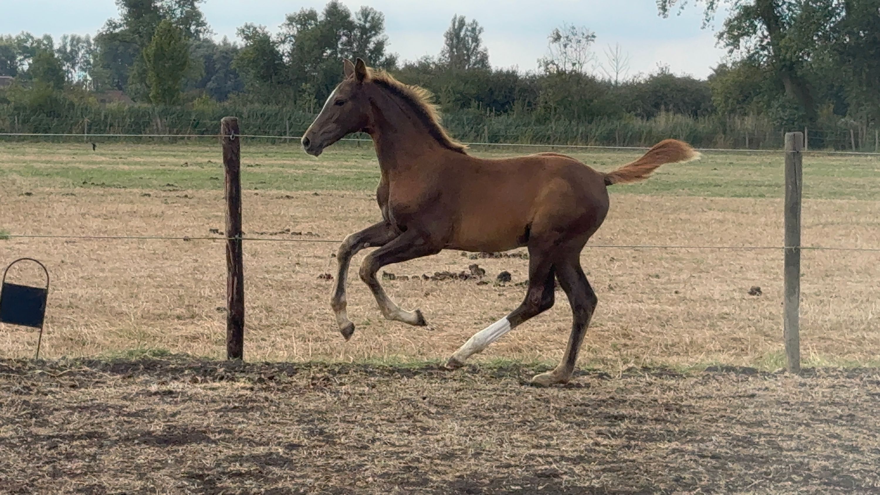 zangersheide springpaard merrie 0 år vos till salu - Foto 4