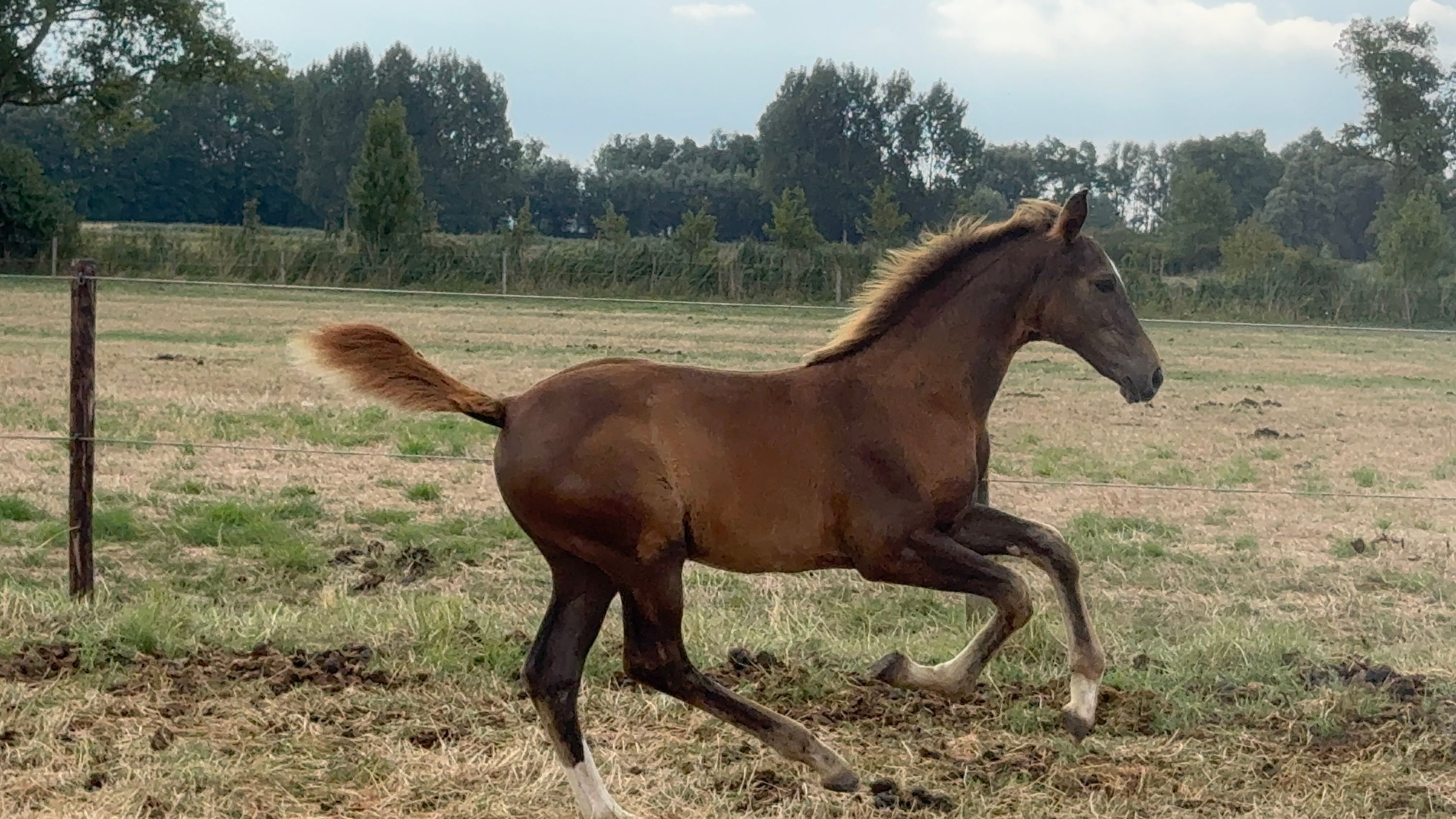 zangersheide springpaard merrie 0 år vos till salu - Foto 3