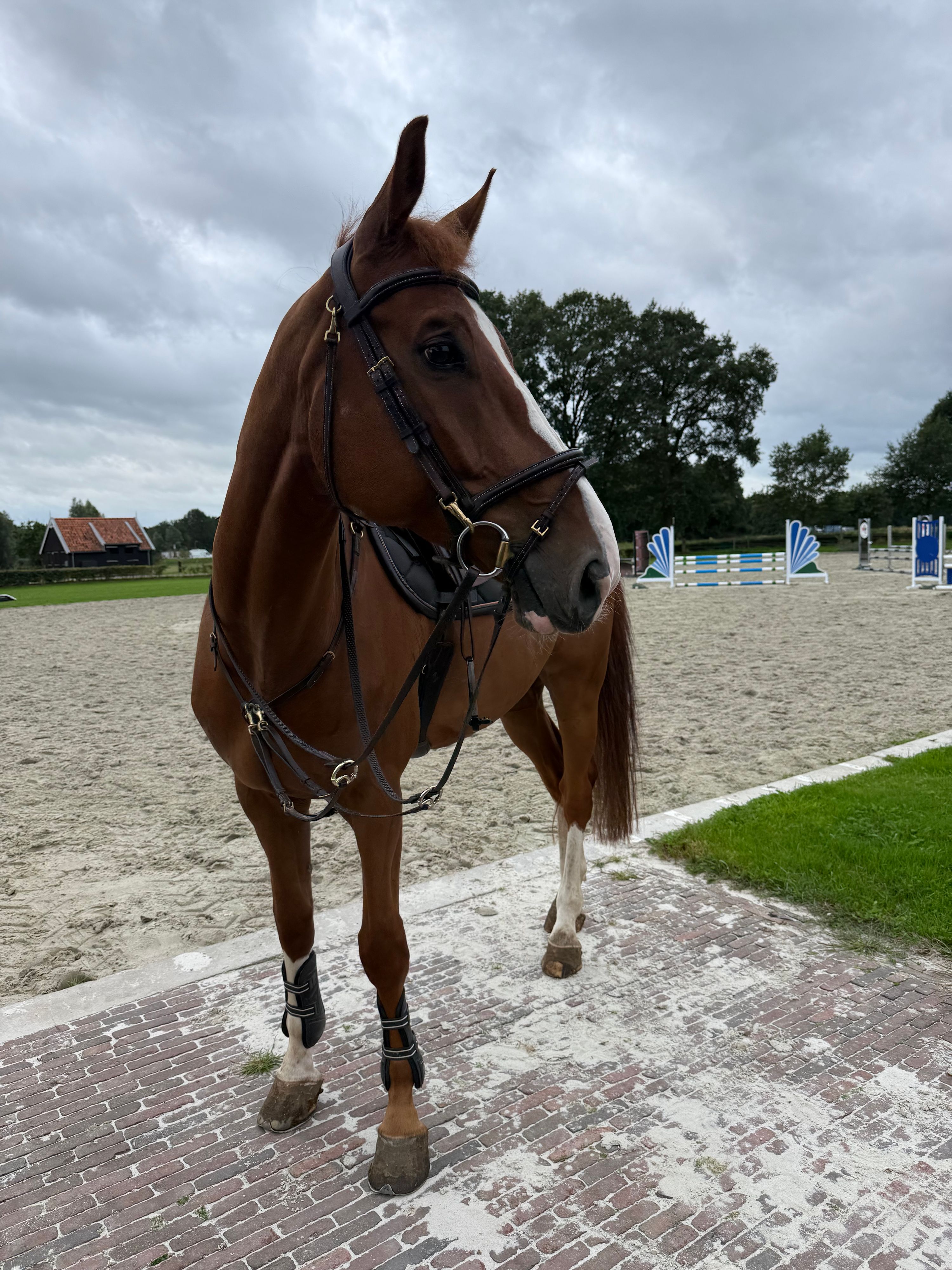anglo-europees allrounder ruin 7 jaar vos te koop - Foto 2