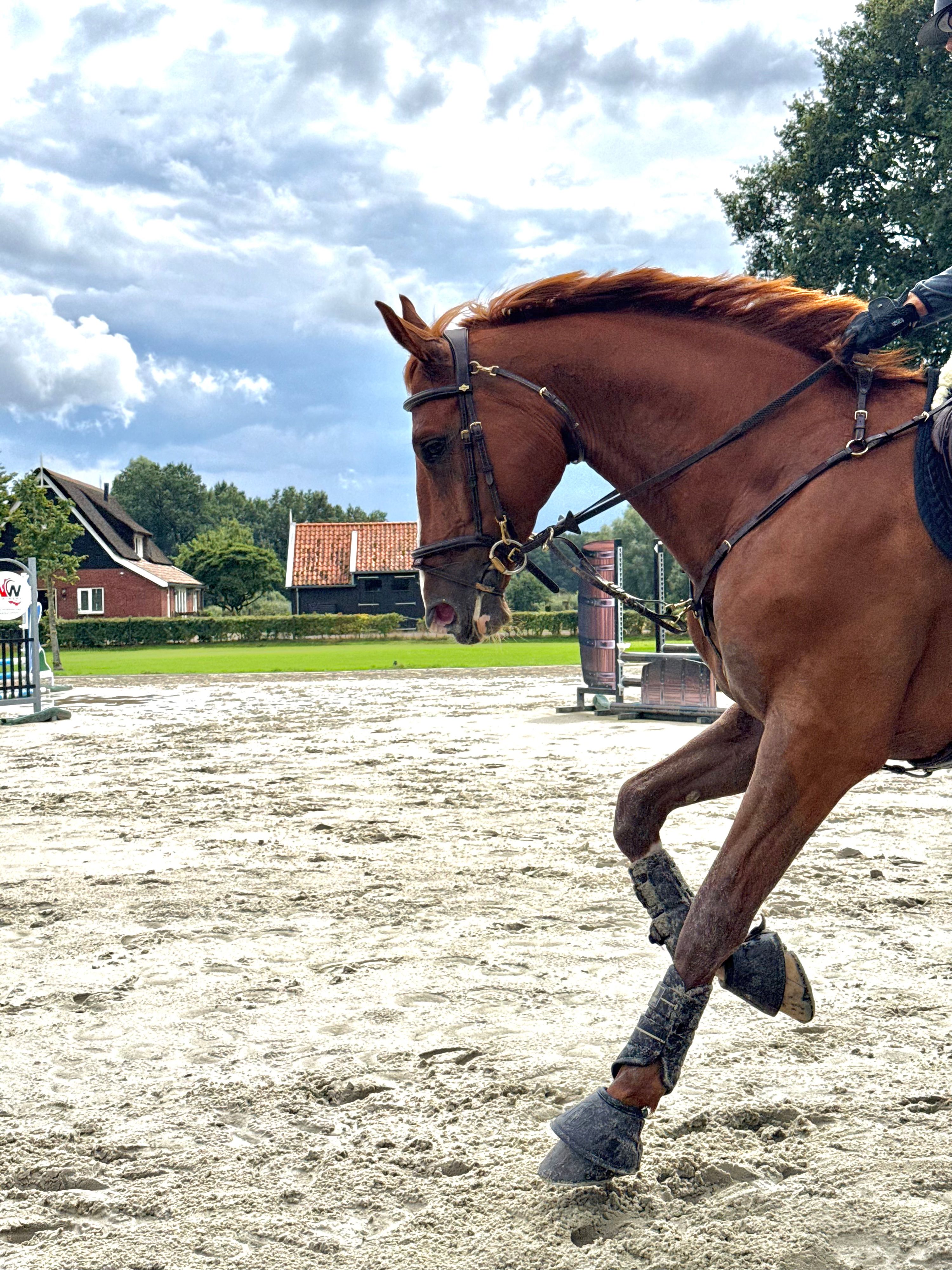 anglo-europees allrounder ruin 7 jaar vos te koop - Foto 3