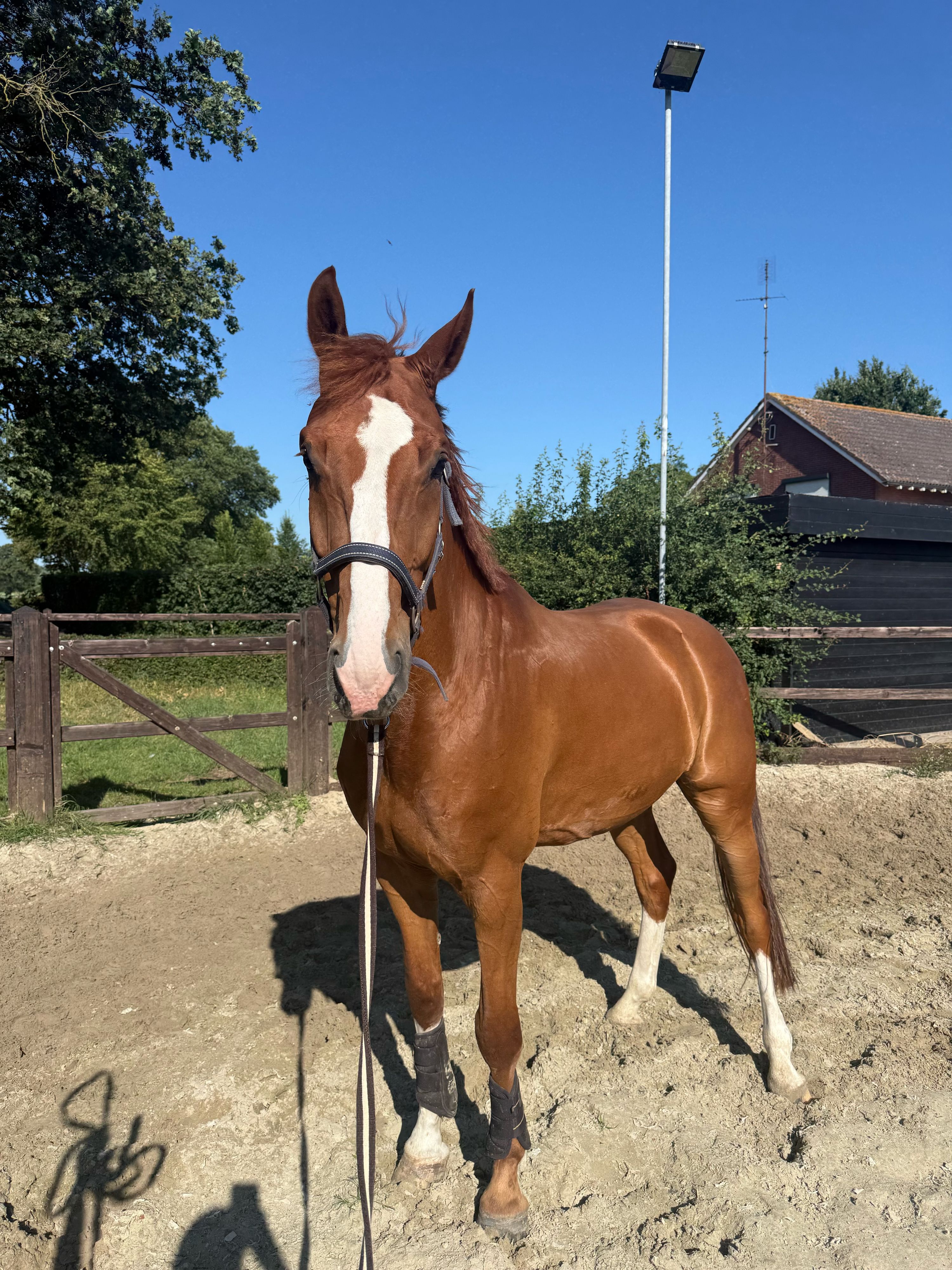 anglo-europees allrounder ruin 7 jaar vos te koop - Foto 5