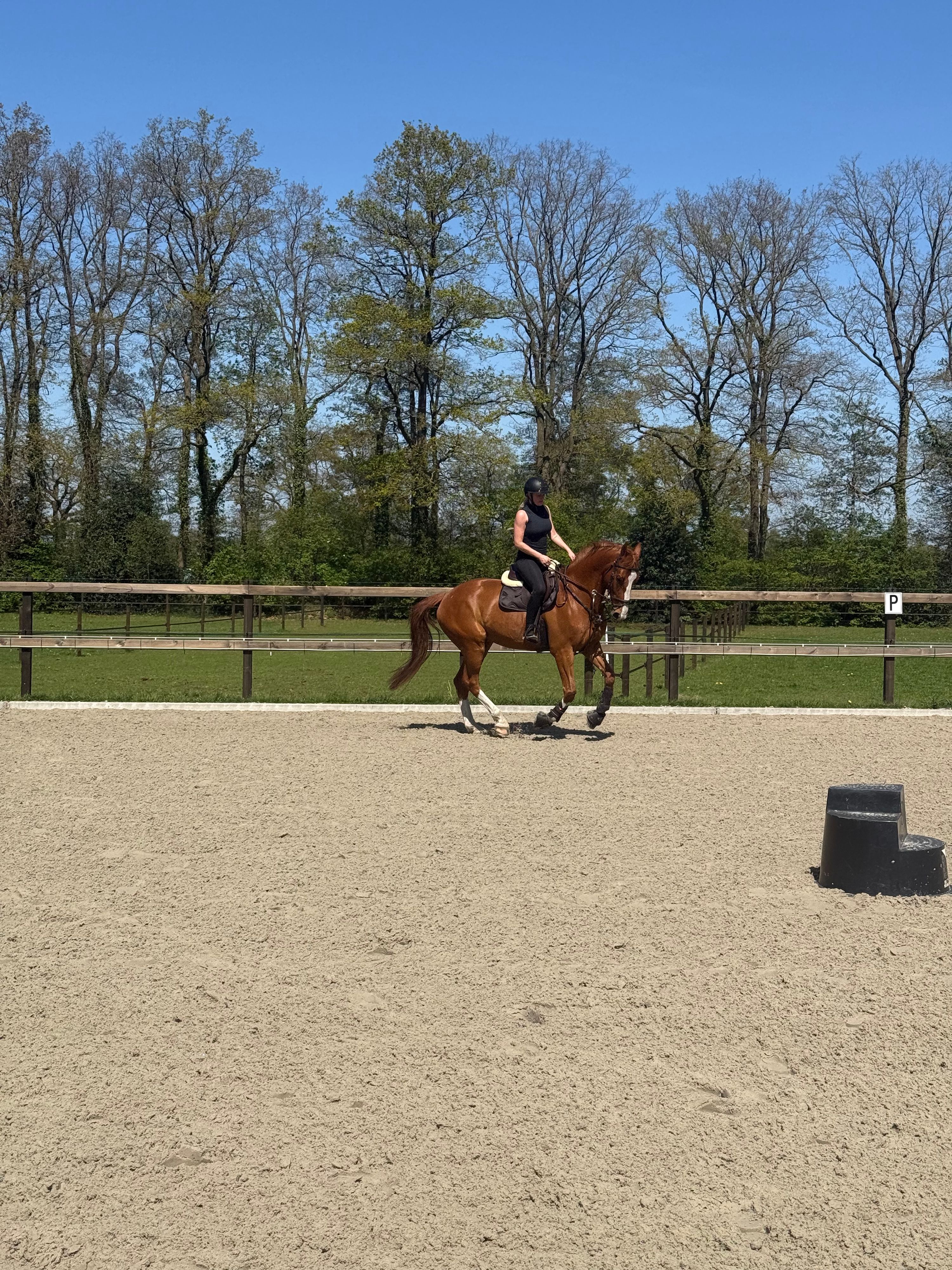 anglo-europees allrounder ruin 7 jaar vos te koop - Foto 6