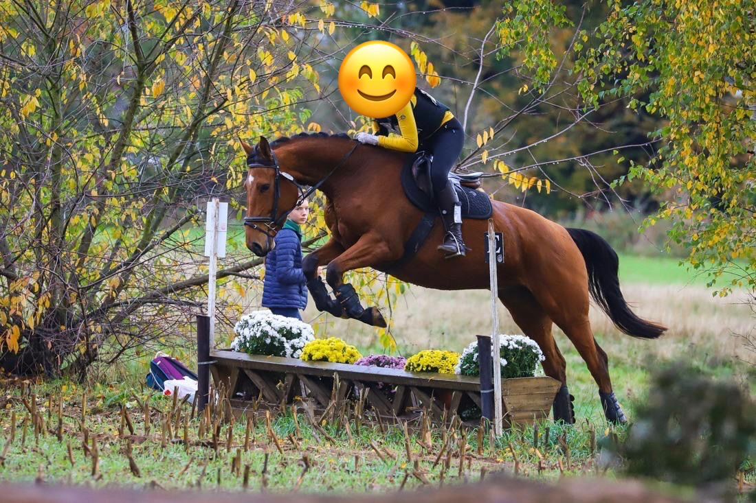 zangersheide springpaard merrie 5 Jahre alt bruin zu verkaufen - Foto 2