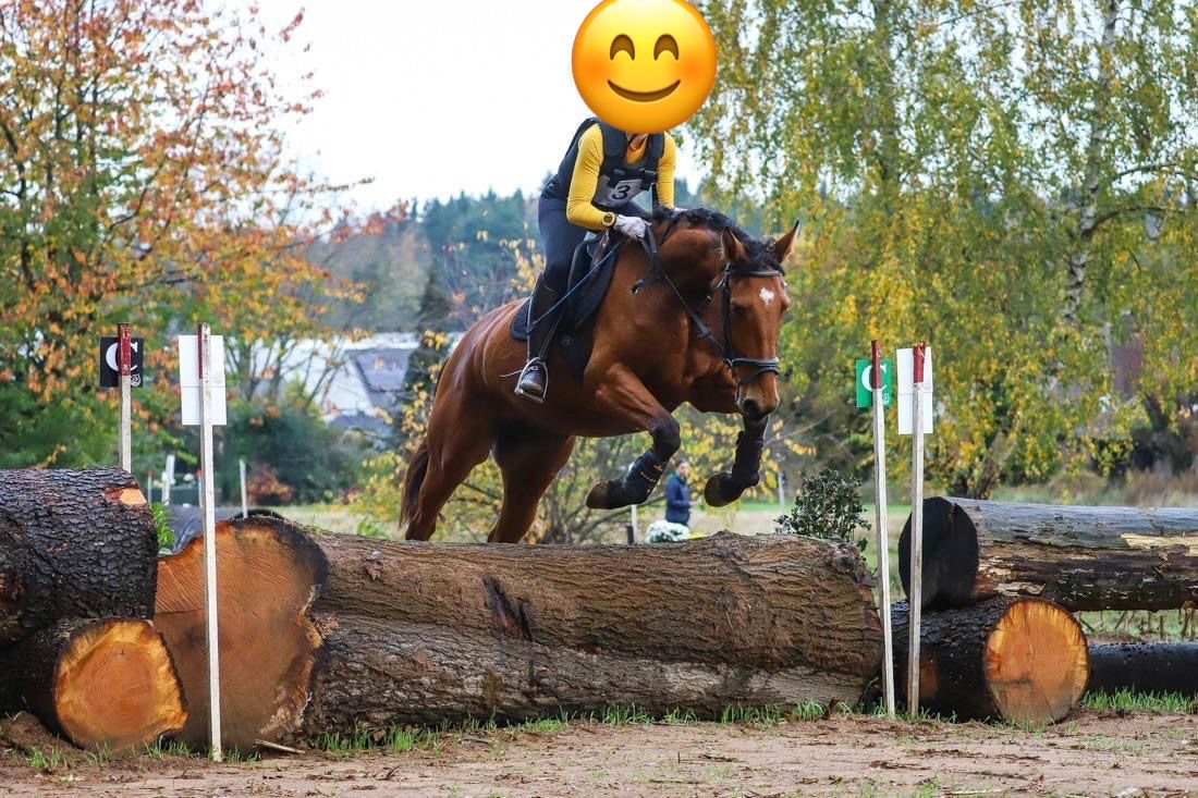 zangersheide springpaard merrie 5 Jahre alt bruin zu verkaufen - Foto 3