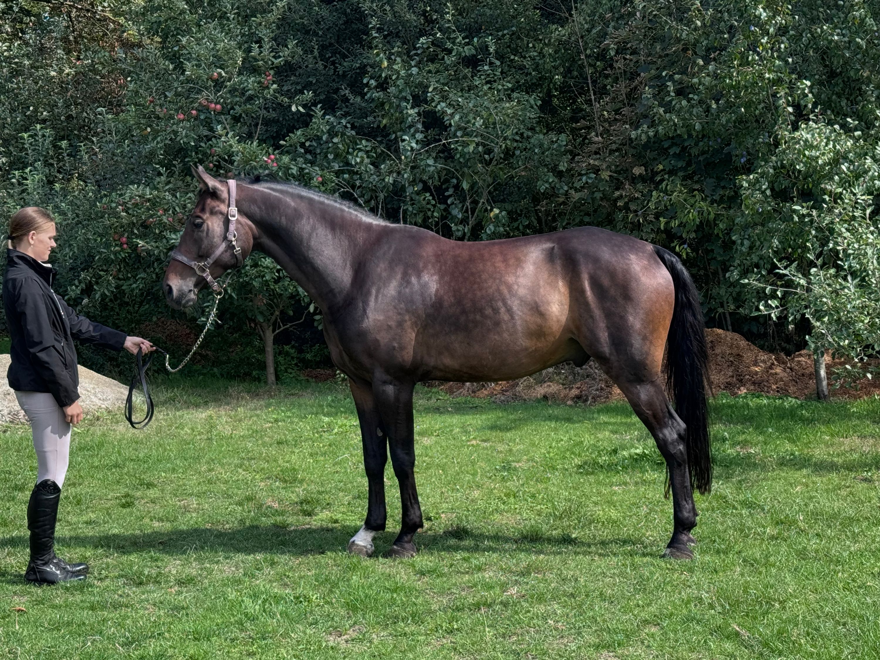 zangersheide springpaard ruin 6 år donkerbruin til salgs - Foto 6