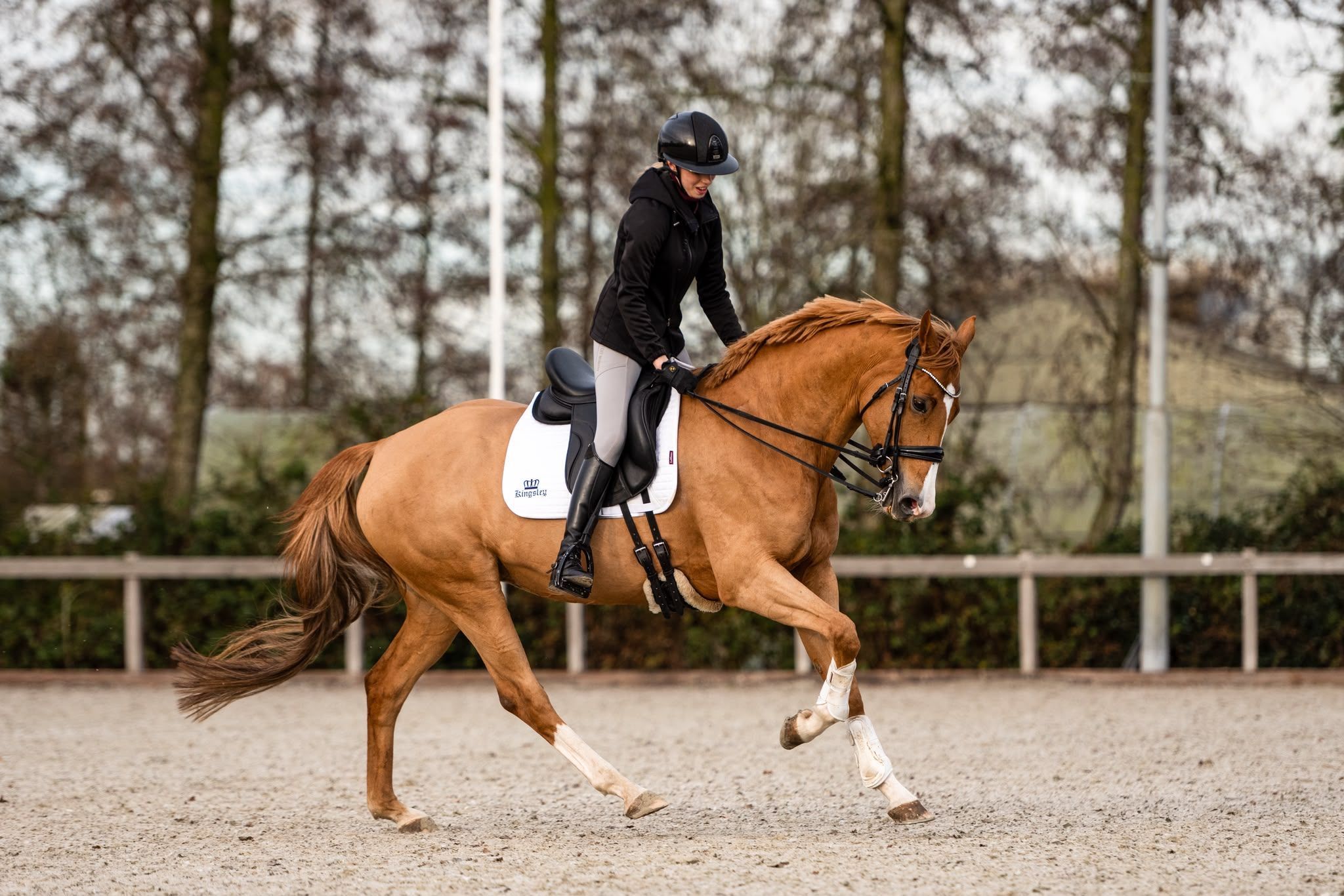 Super sweet & well-behaved Z dressage mare offered