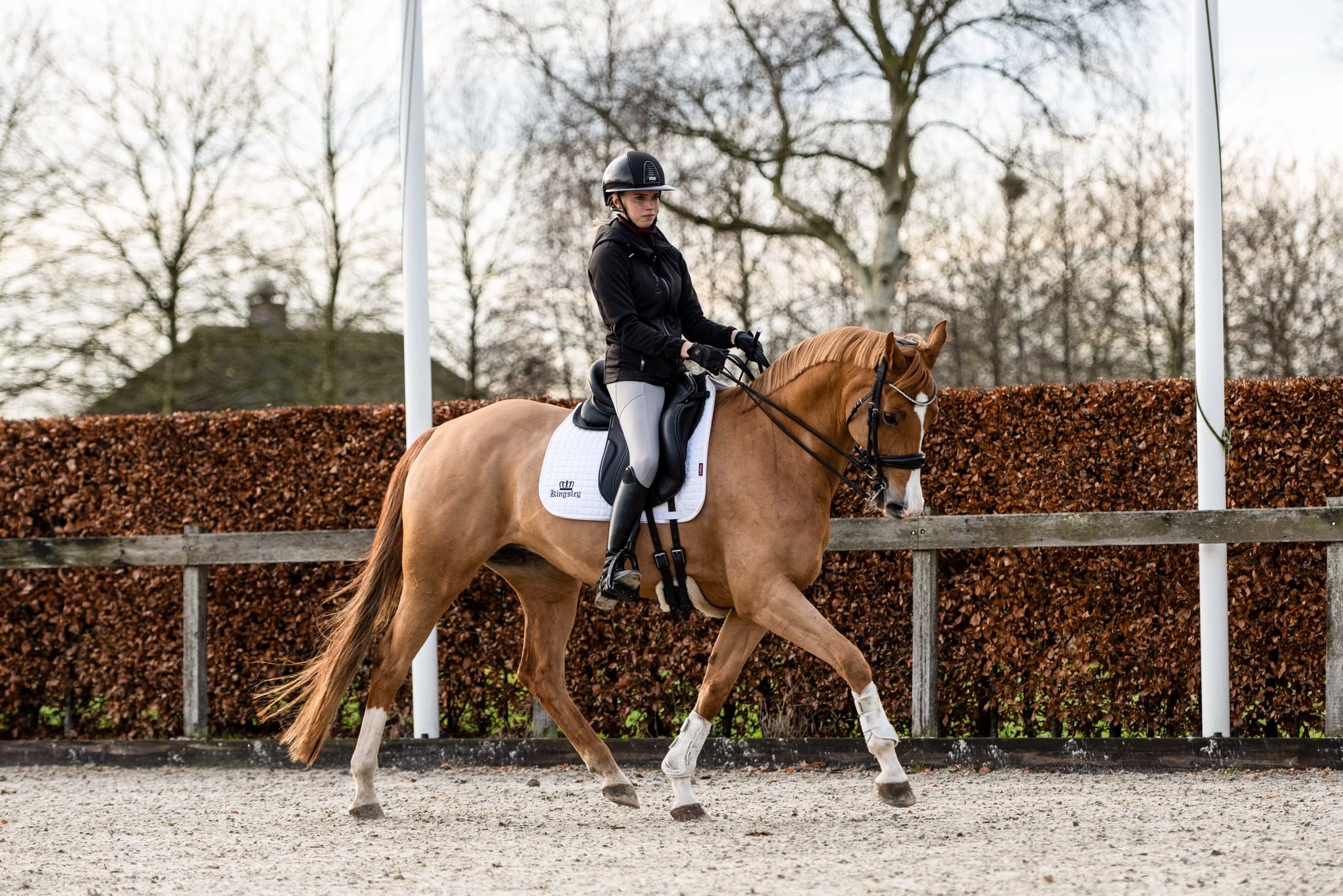 kwpn dressuurpaard merrie 13 jaar vos te koop - Foto 2