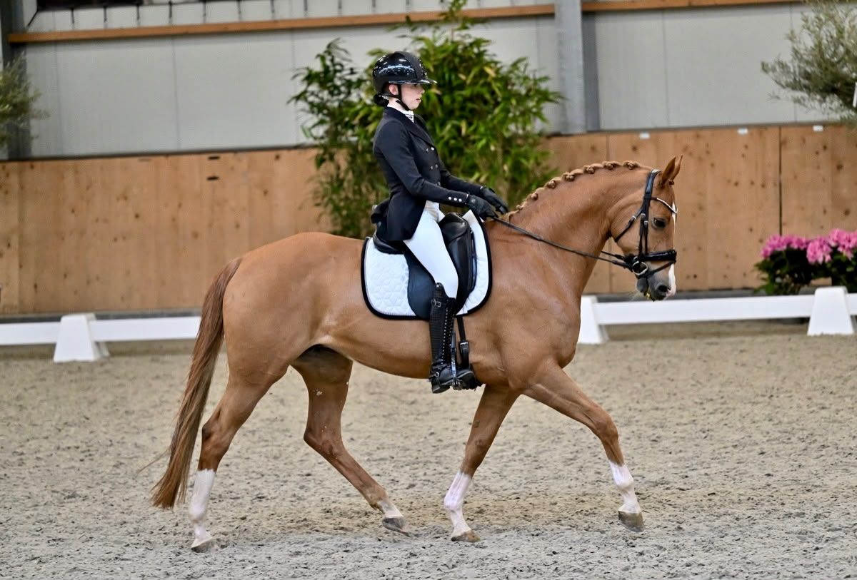 kwpn dressuurpaard merrie 13 jaar vos te koop - Foto 4