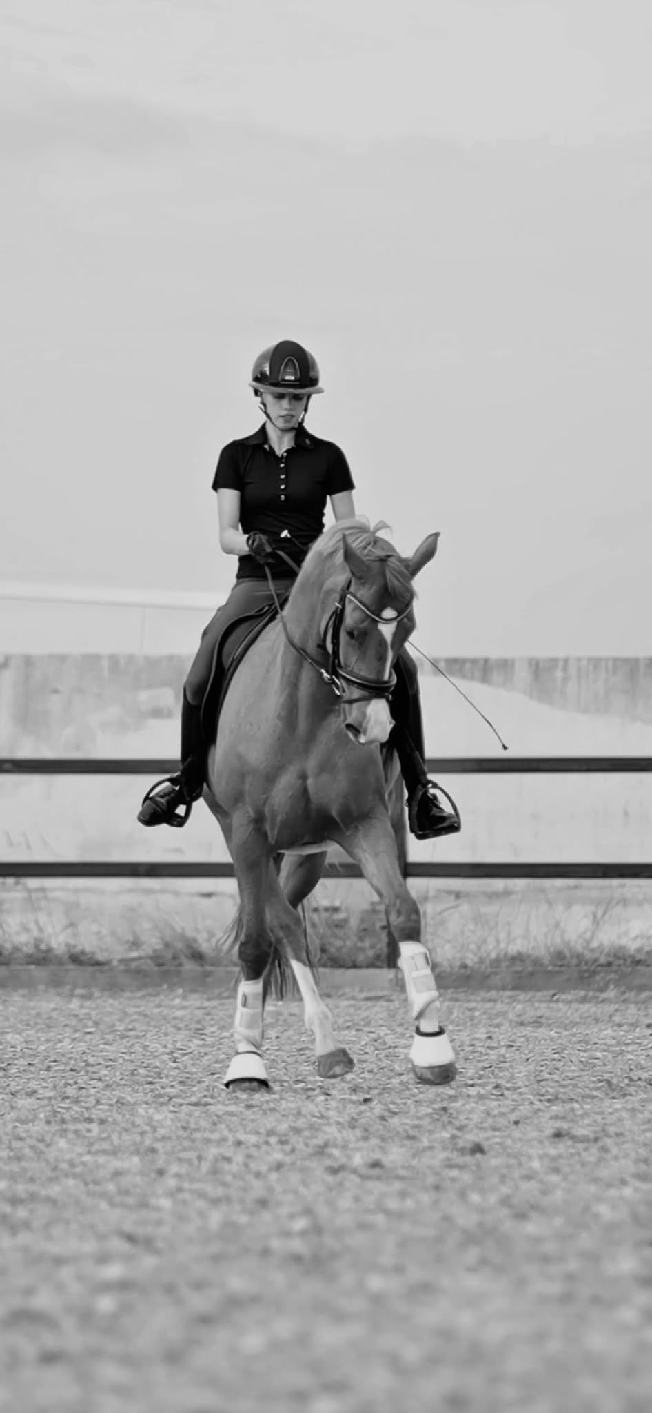 kwpn dressuurpaard merrie 13 jaar vos te koop - Foto 5