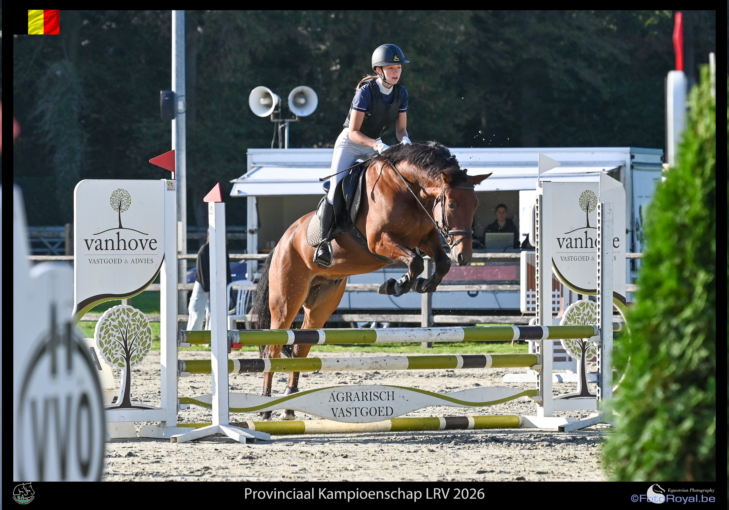 connemara allround-pony ruin 4 years old donkerbruin for sale - Photo 3