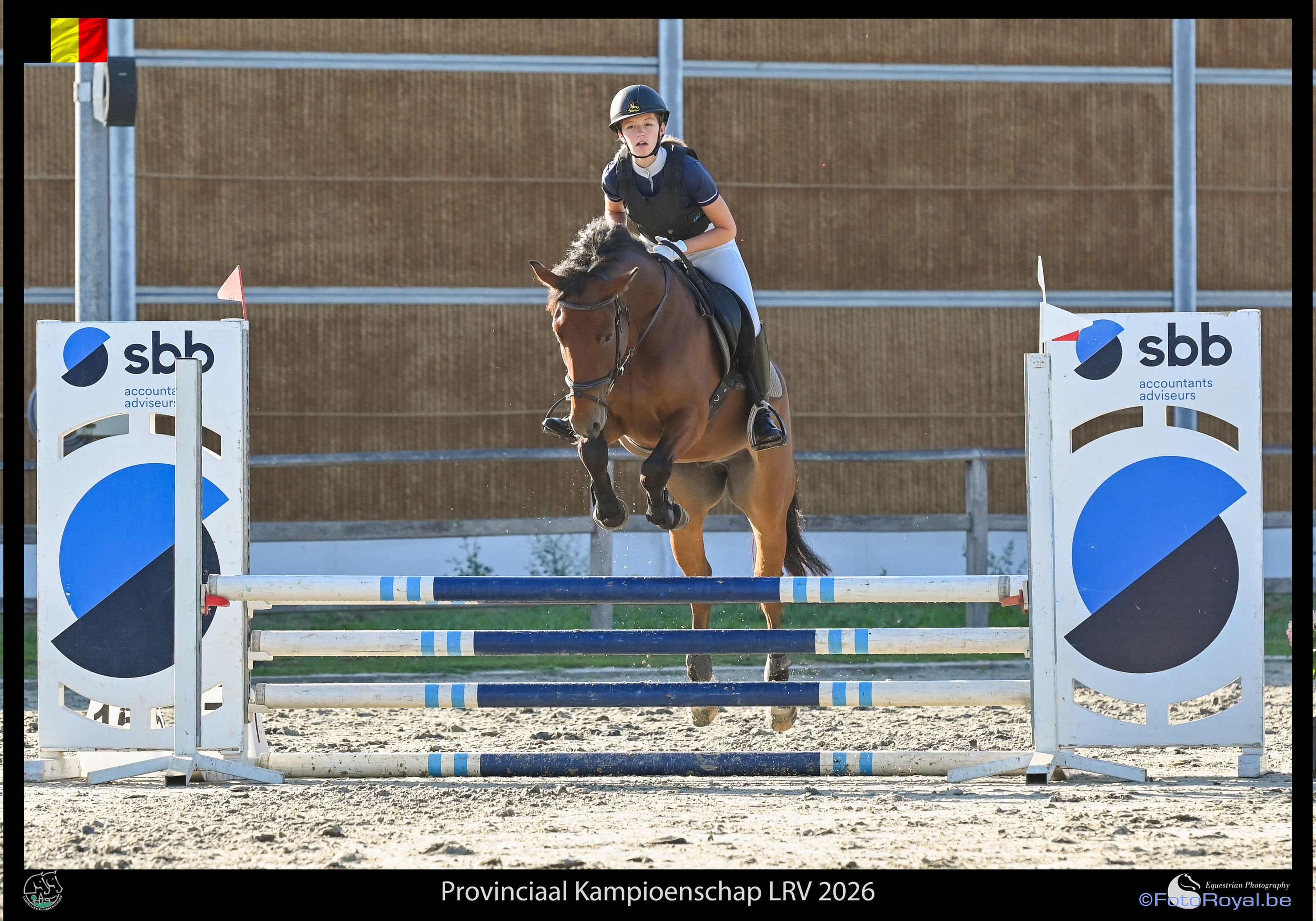connemara allround-pony ruin 4 years old donkerbruin for sale - Photo 6
