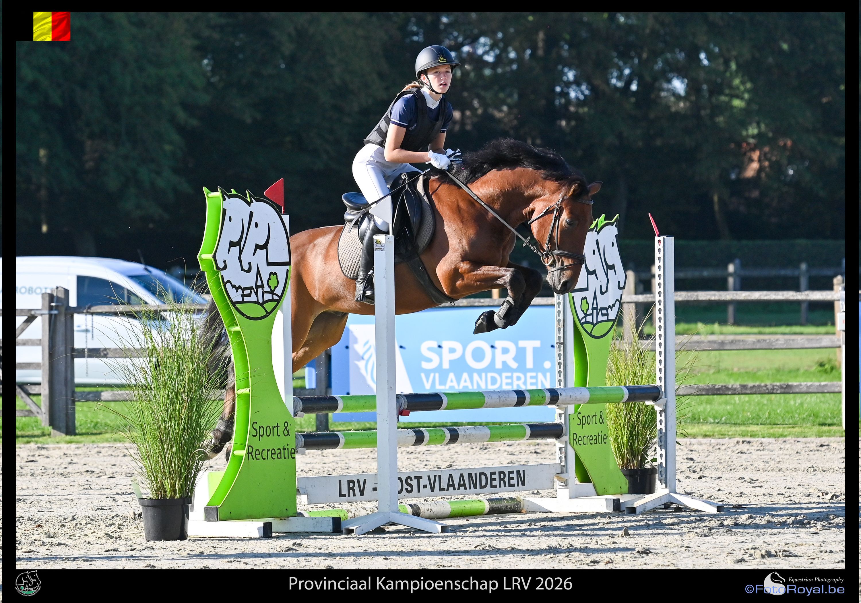 All-round sport pony