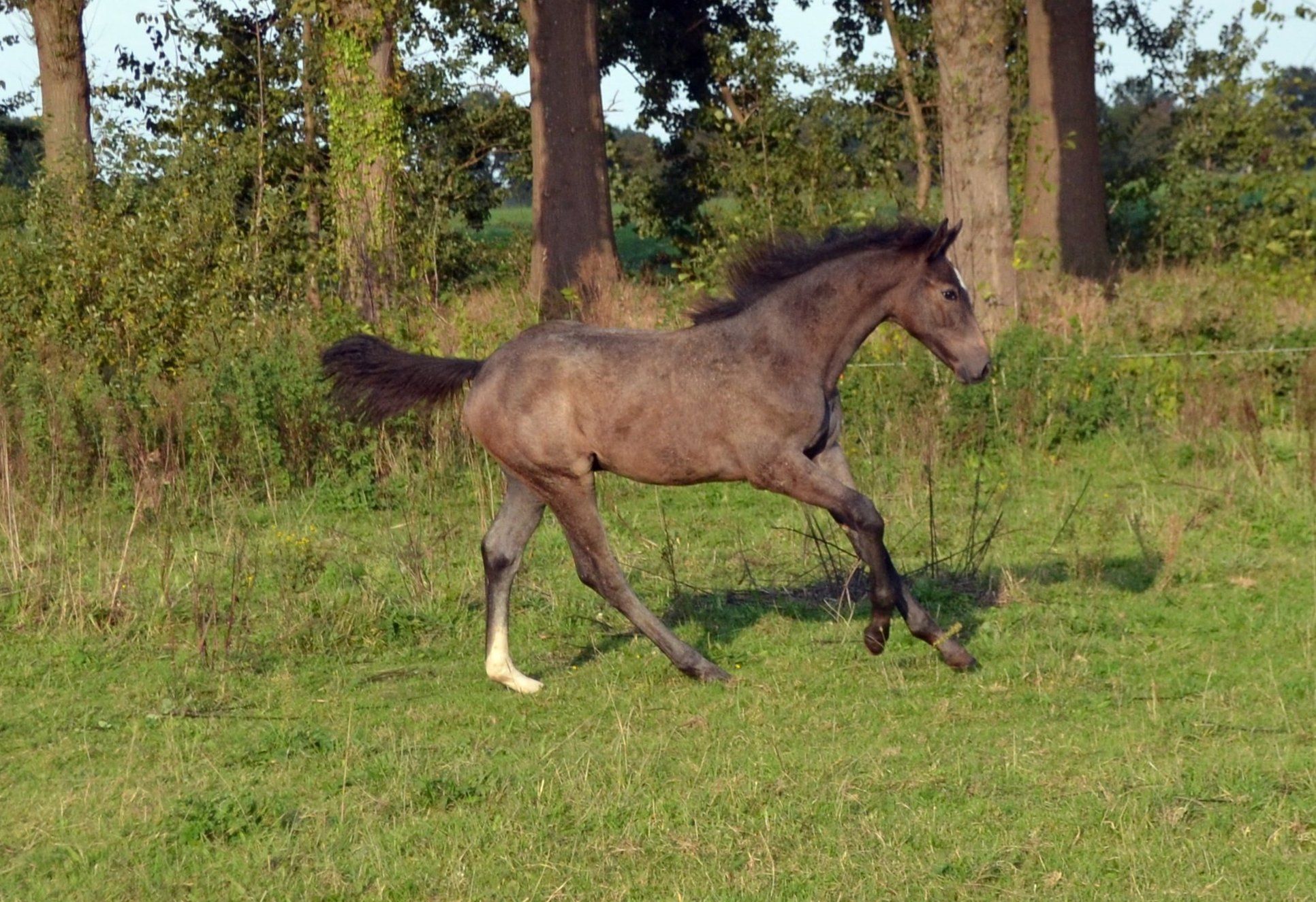 kwpn springpaard hengst 0 Jahre alt schimmel zu verkaufen - Foto 2