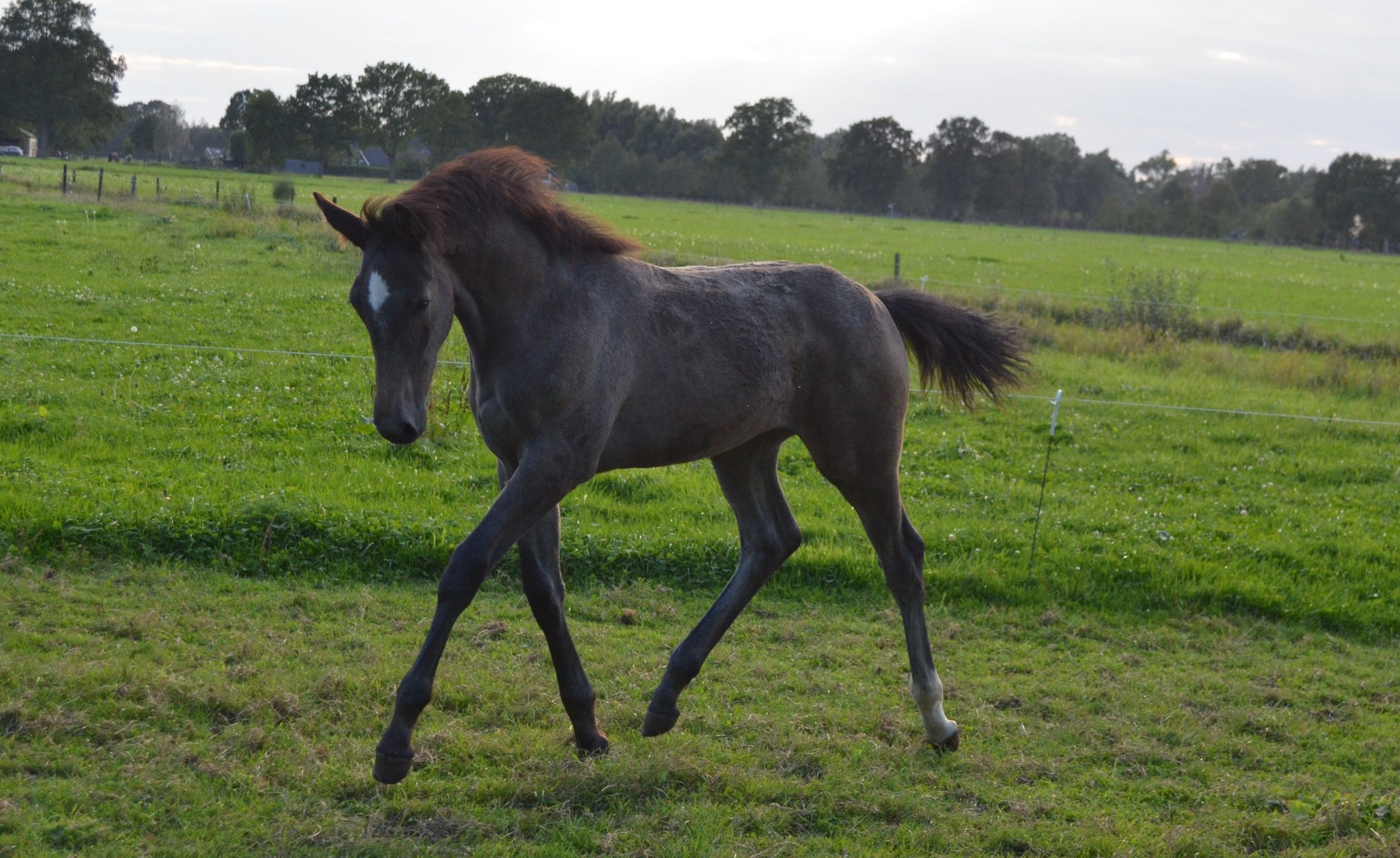 kwpn springpaard hengst 0 Jahre alt schimmel zu verkaufen - Foto 3