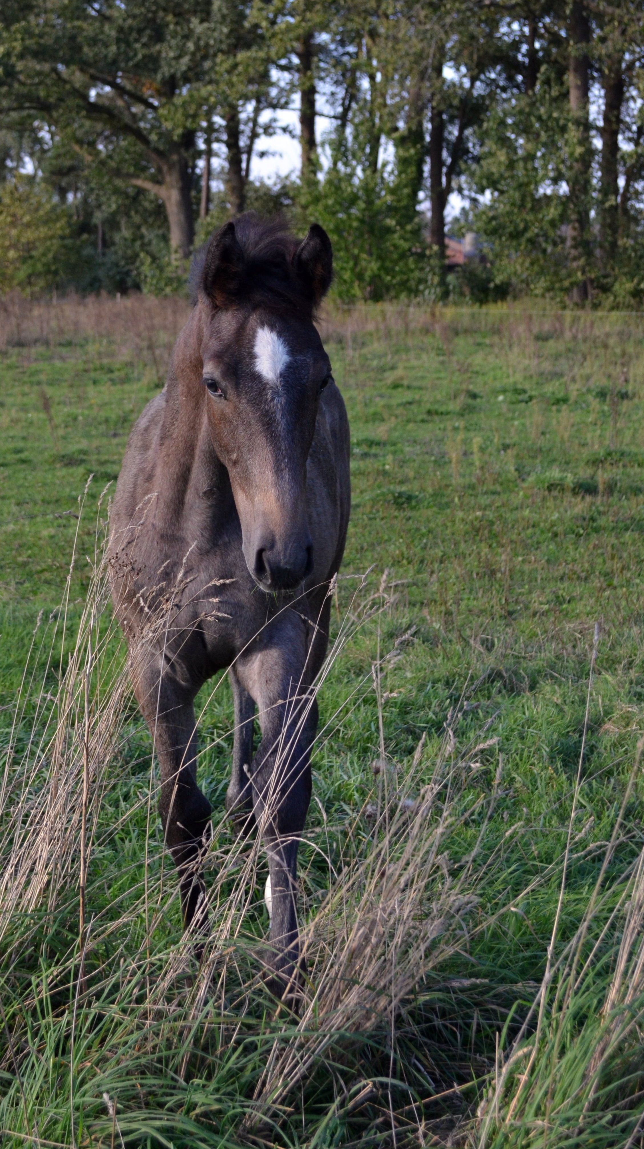 kwpn springpaard hengst 0 Jahre alt schimmel zu verkaufen - Foto 4