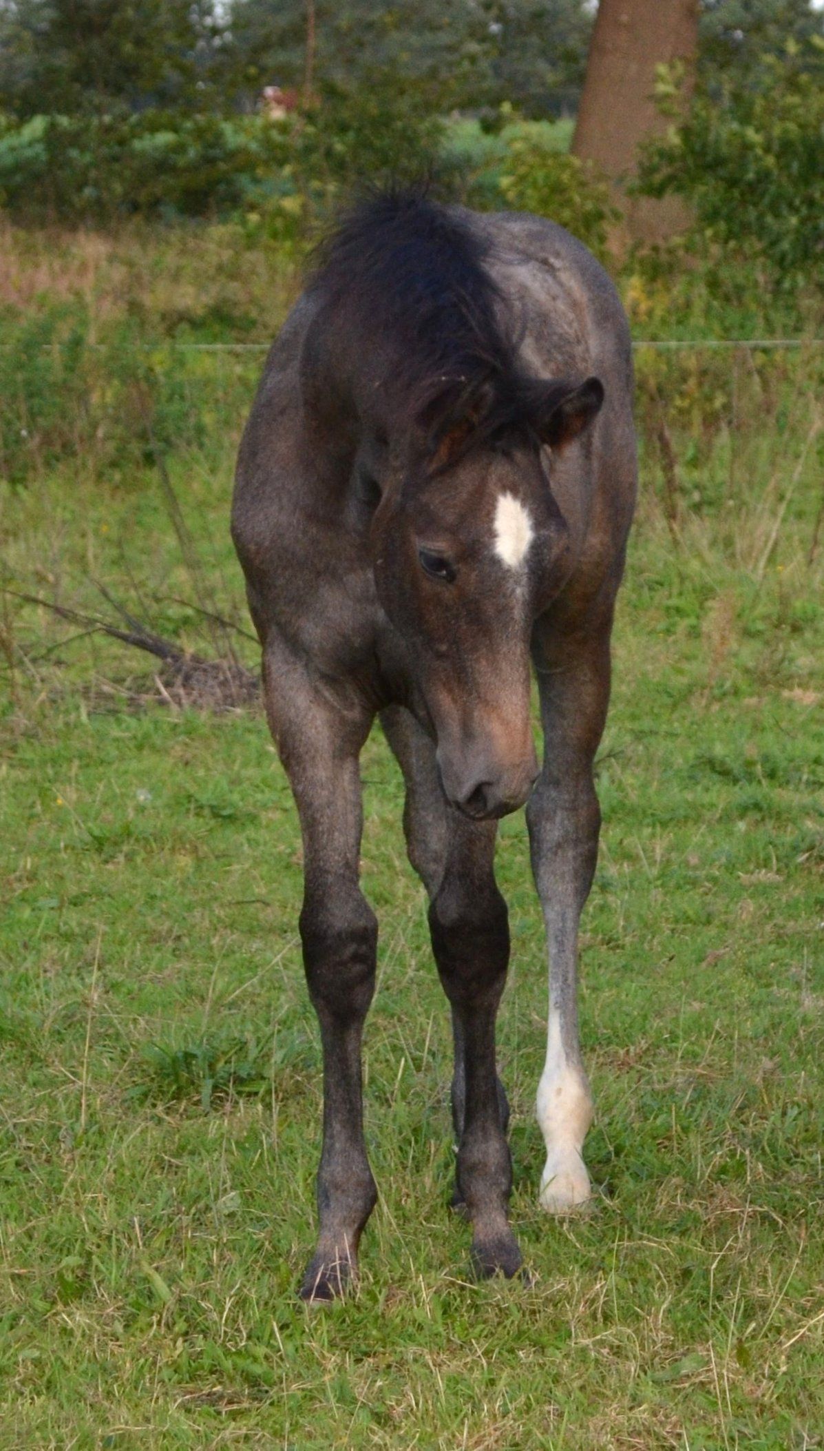 Veelbelovend springgefokt hengstveulen