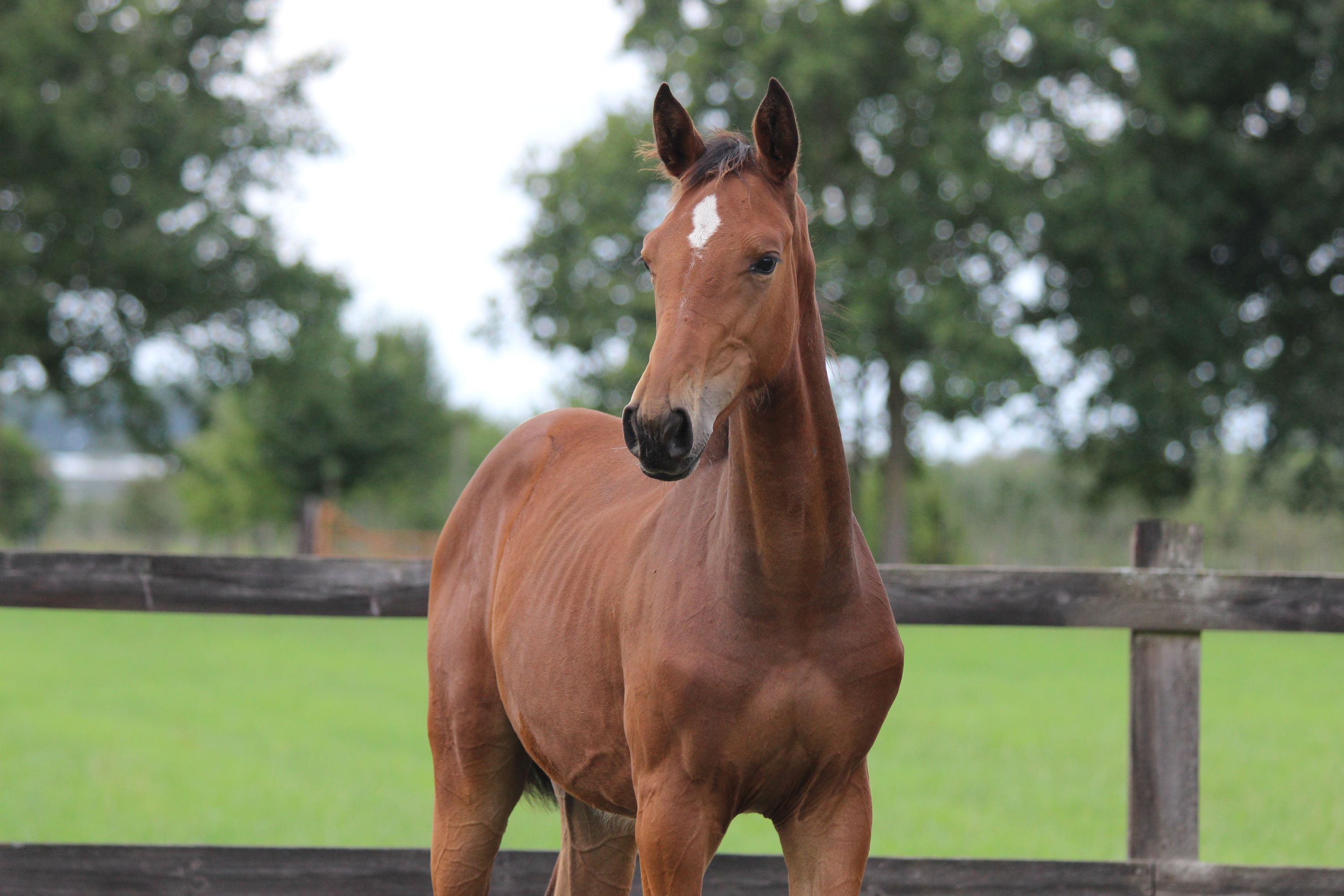 bwp springpaard merrie 0 jaar bruin te koop - Foto 3