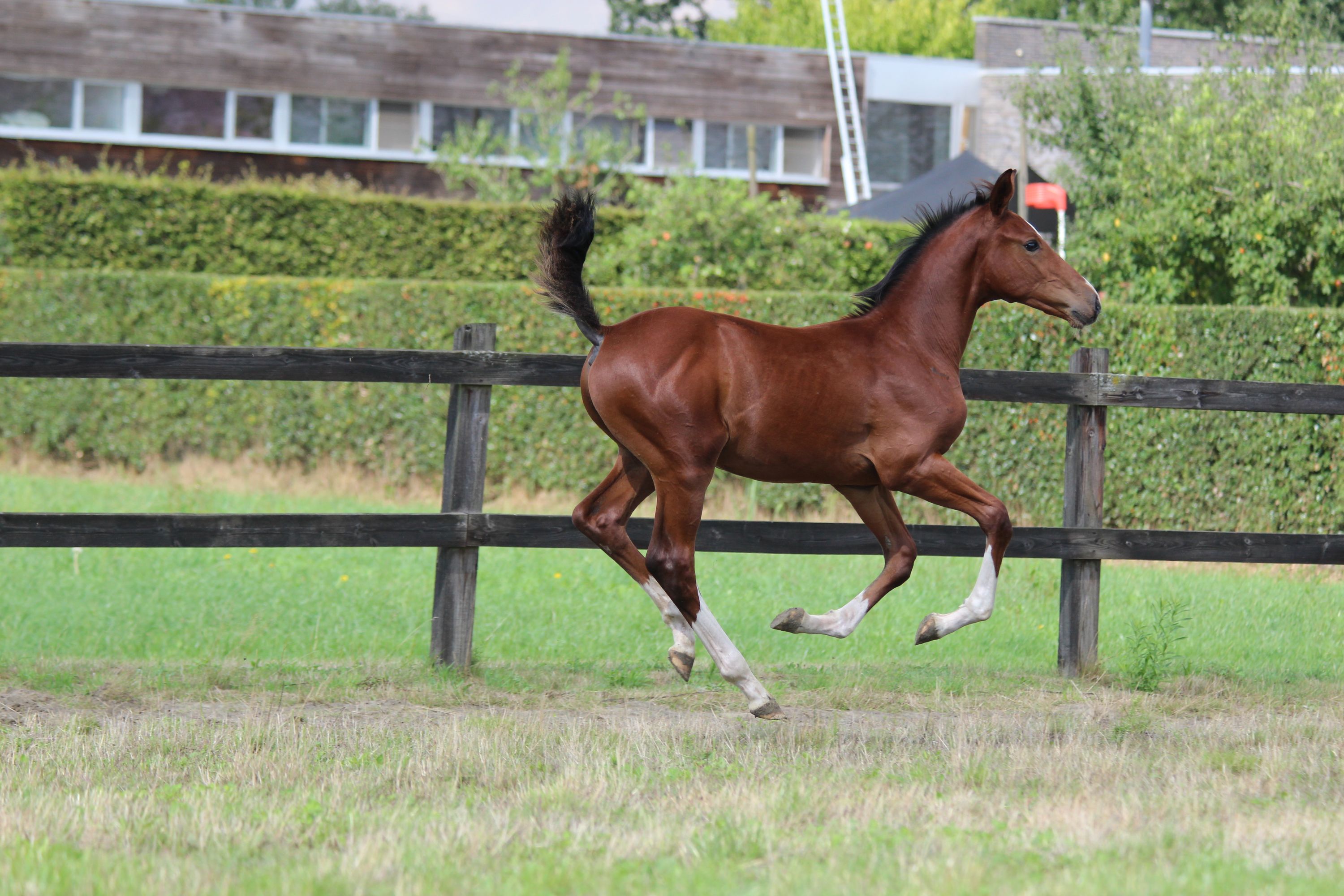 bwp springpaard hengst 0 Jahre alt bruin zu verkaufen - Foto 3