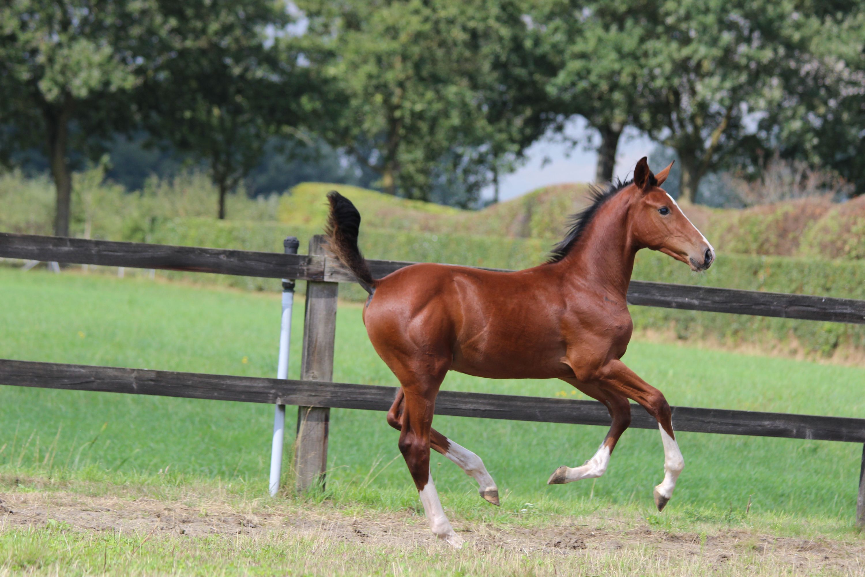 bwp springpaard hengst 0 Jahre alt bruin zu verkaufen - Foto 6