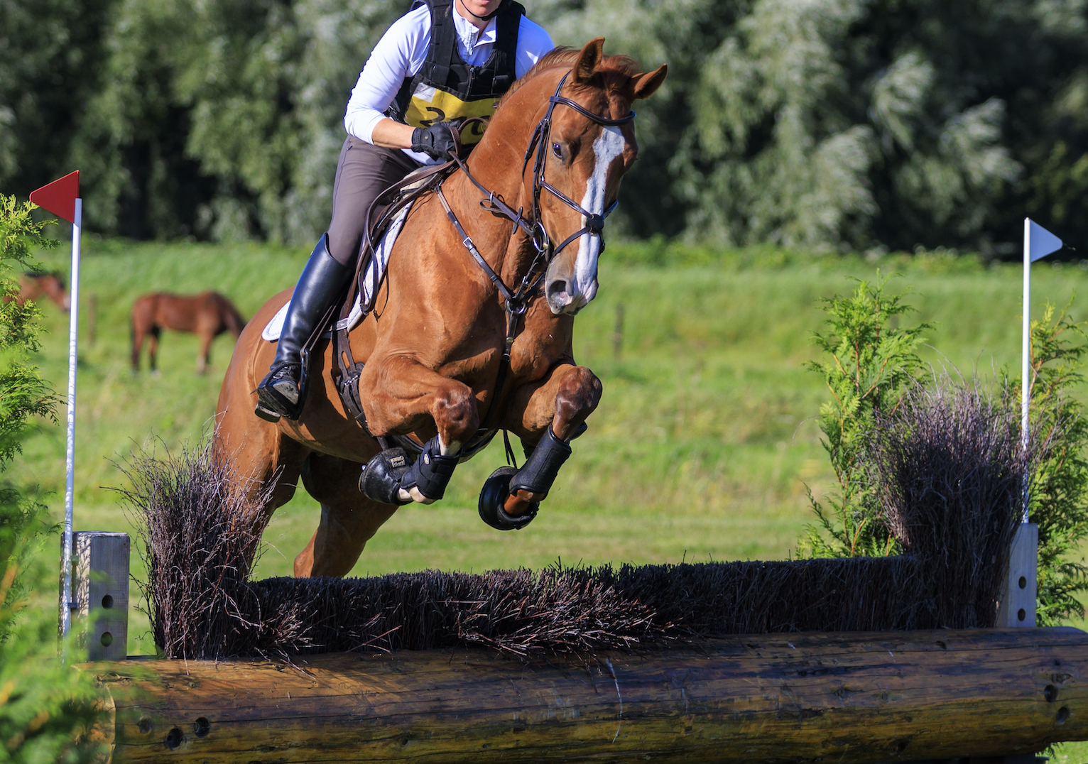 Striking eventer/showjumper for ambitious rider