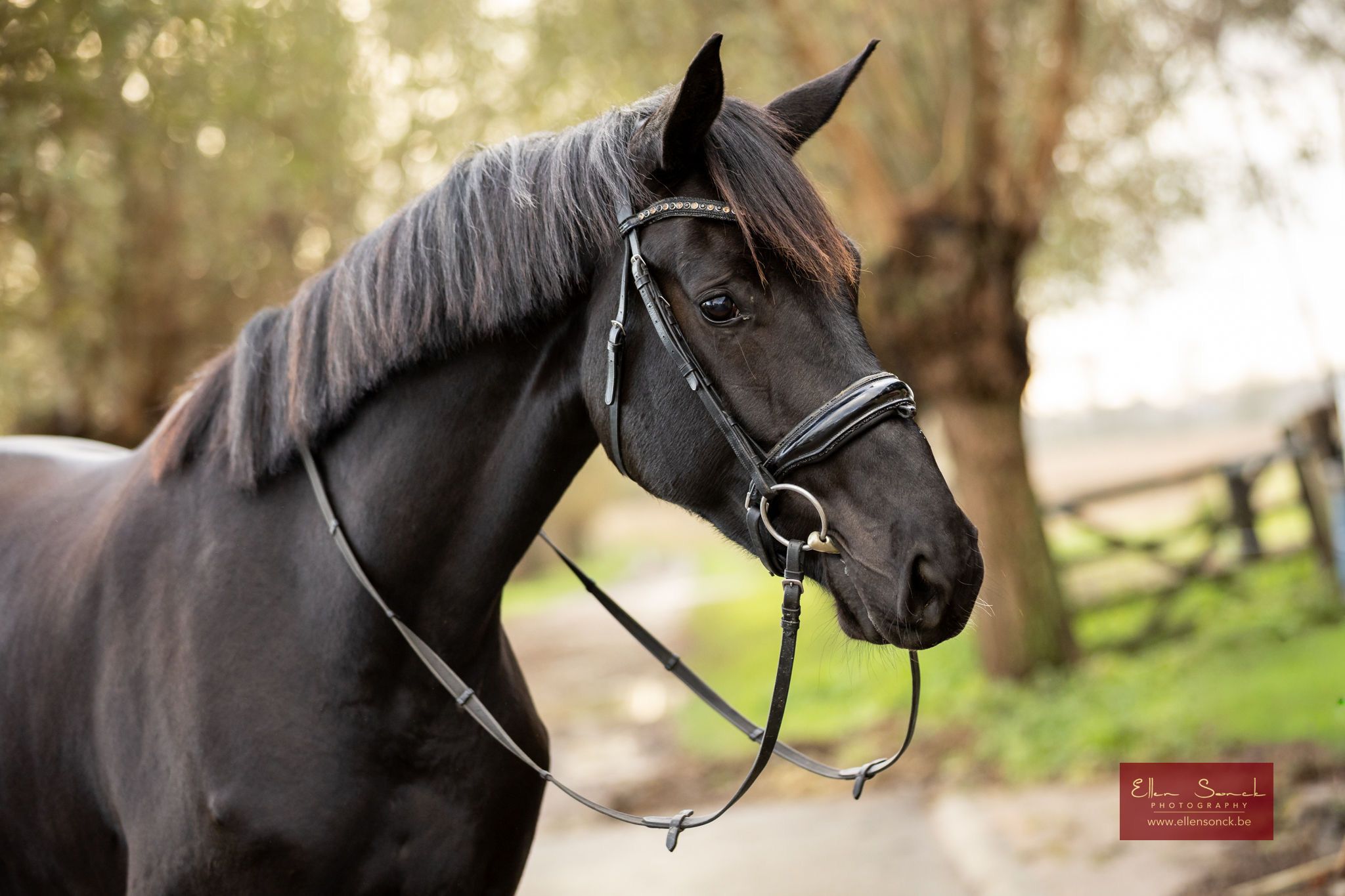 kwpn dressuurpaard merrie 4 Jahre alt zwart zu verkaufen - Foto 3