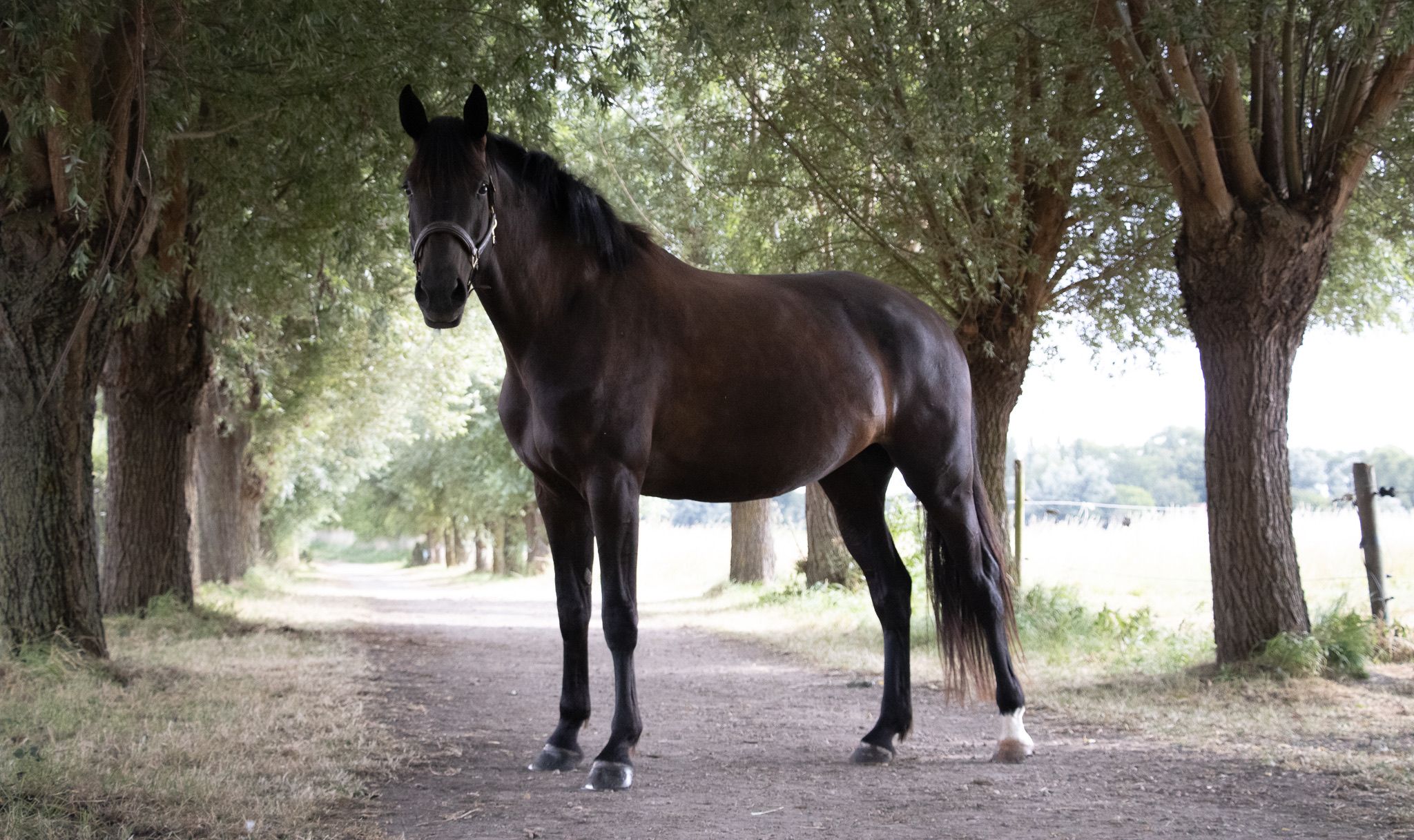 kwpn dressuurpaard merrie 4 Jahre alt zwart zu verkaufen - Foto 4