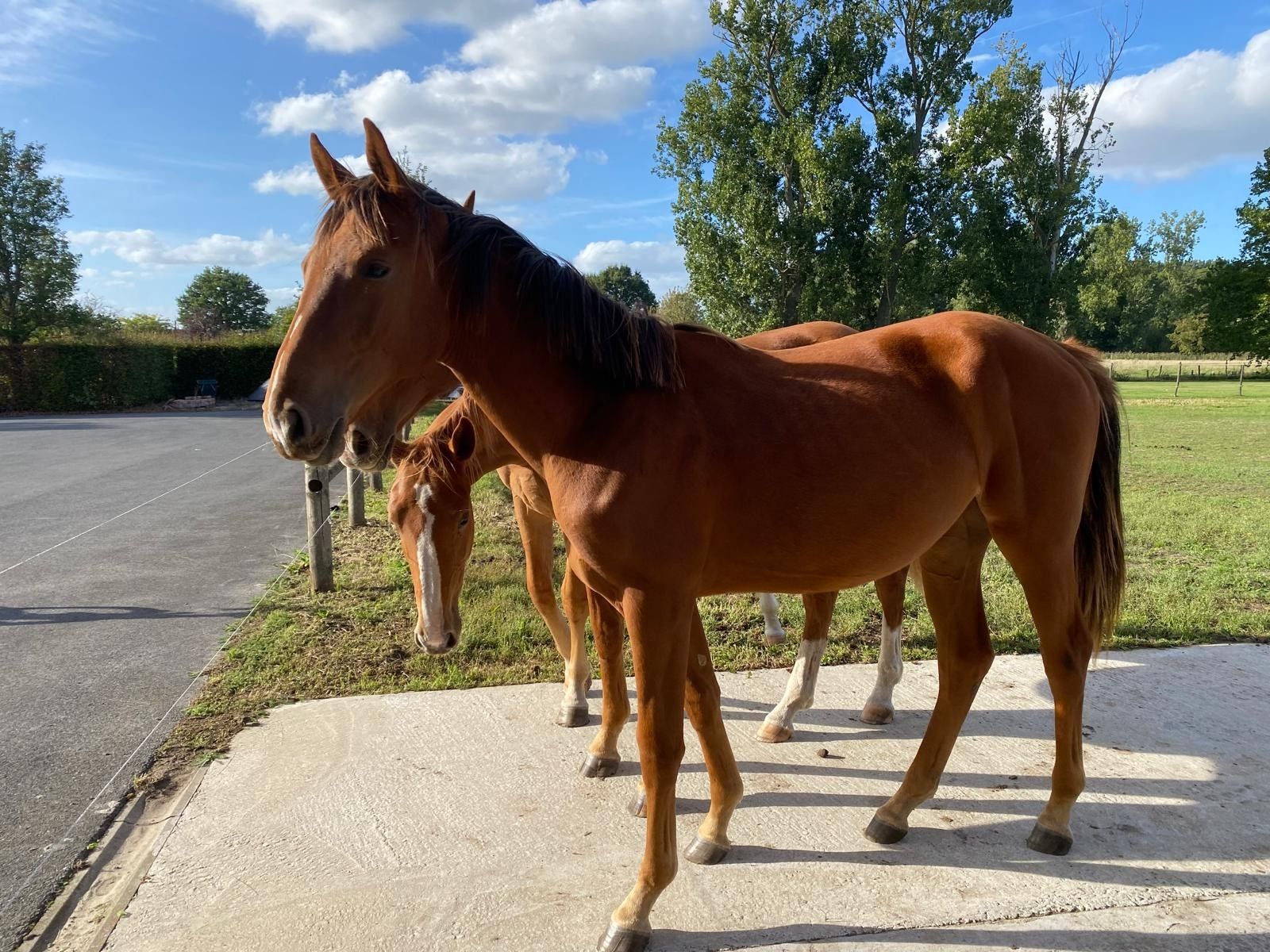 zangersheide springpaard merrie 1 Jahre alt vos zu verkaufen - Foto 3