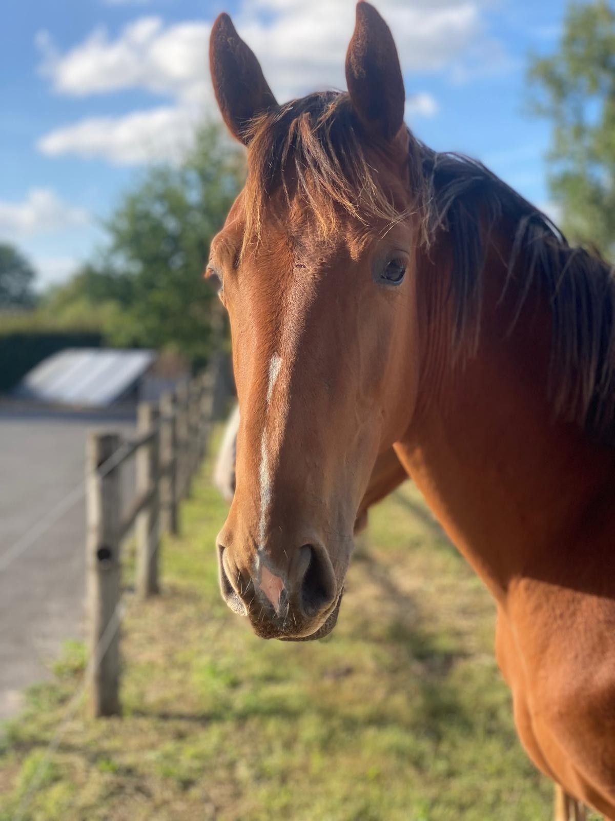 zangersheide springpaard merrie 1 Jahre alt vos zu verkaufen - Foto 2