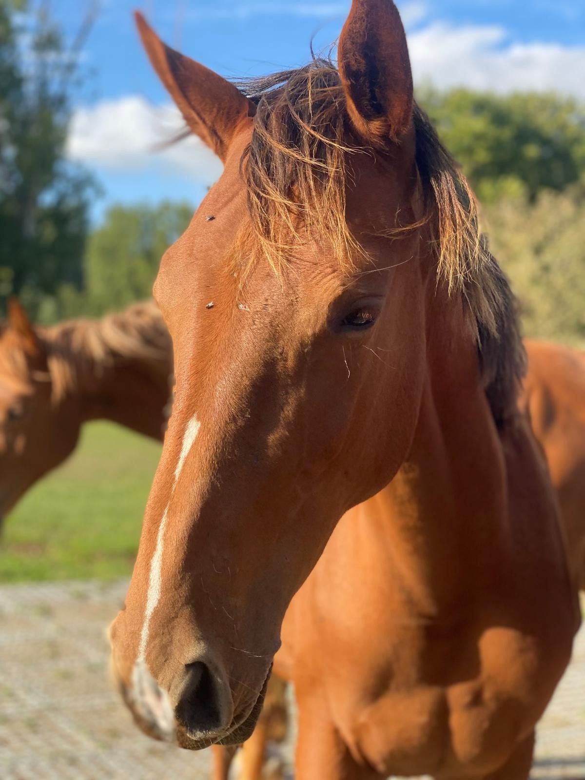 zangersheide springpaard merrie 1 Jahre alt vos zu verkaufen - Foto 4
