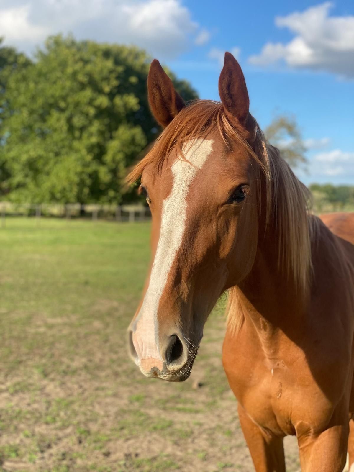 zangersheide springpaard merrie 1 Jahre alt vos zu verkaufen - Foto 6