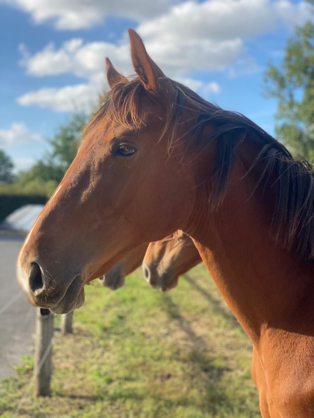zangersheide springpaard merrie 1 Jahre alt vos zu verkaufen - Foto 5