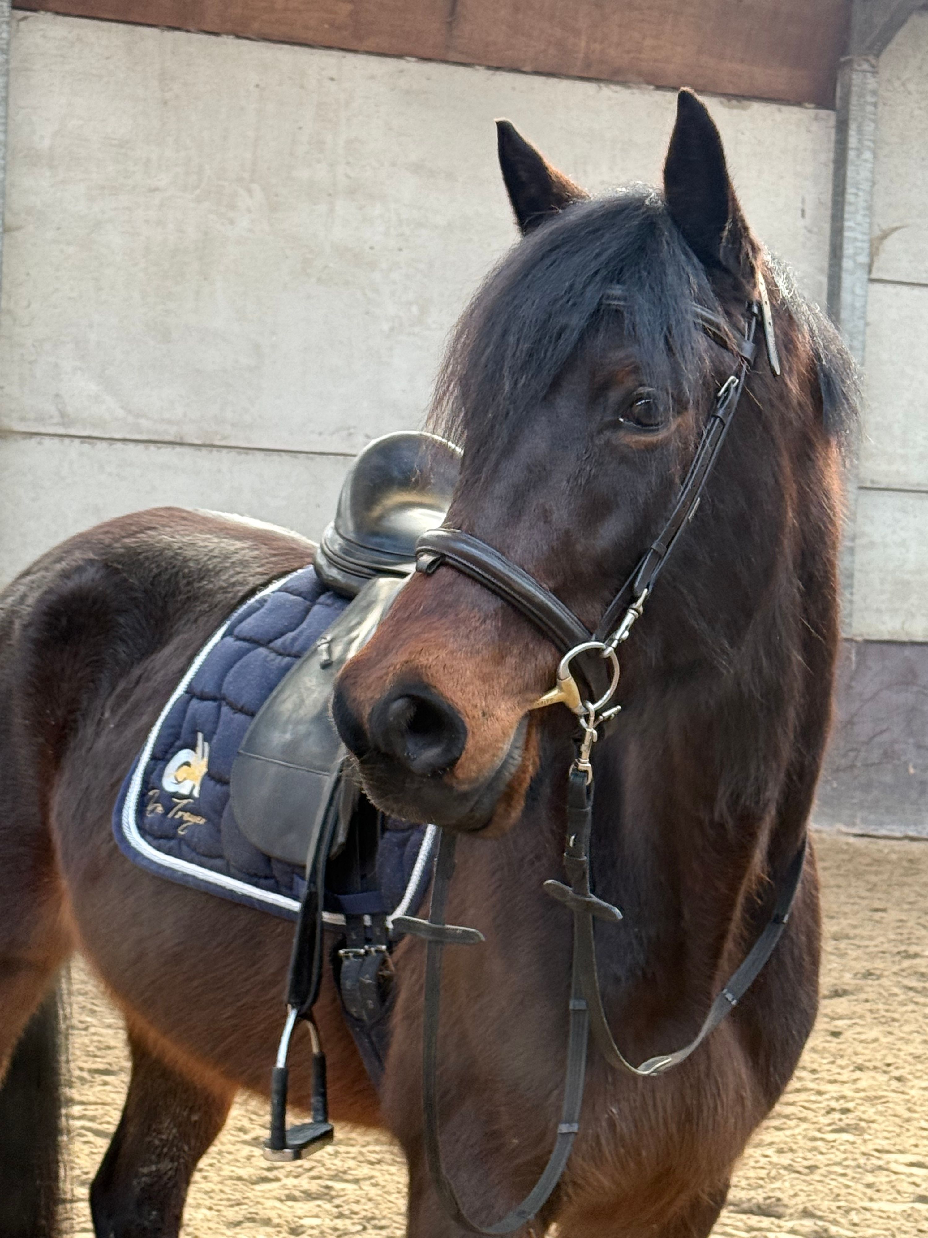 recreatie-paard merrie 6 år donkerbruin till salu - Foto 2