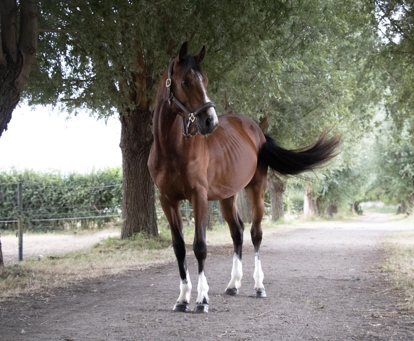 bwp springpaard hengst 3 år bruin till salu - Foto 4