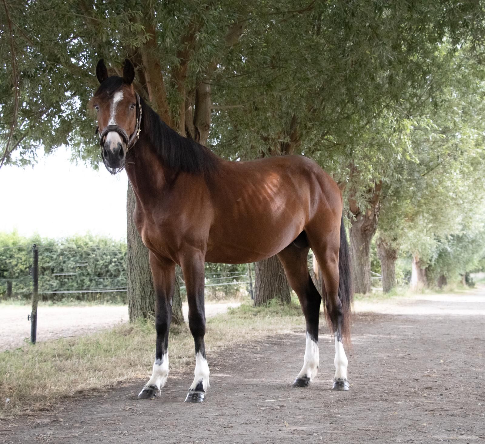 bwp springpaard hengst 3 år bruin till salu - Foto 2