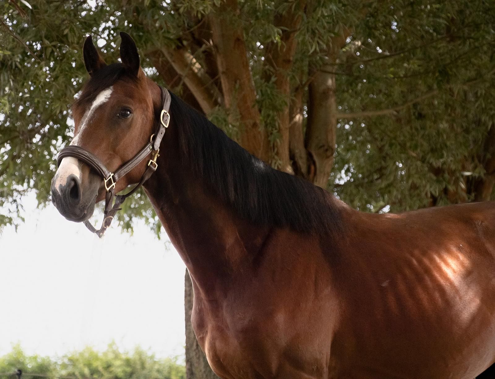 bwp springpaard hengst 3 år bruin till salu - Foto 3