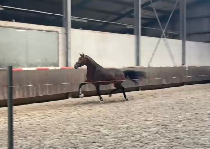 dressuurpaard merrie 3 år bruin til salgs - Foto 2