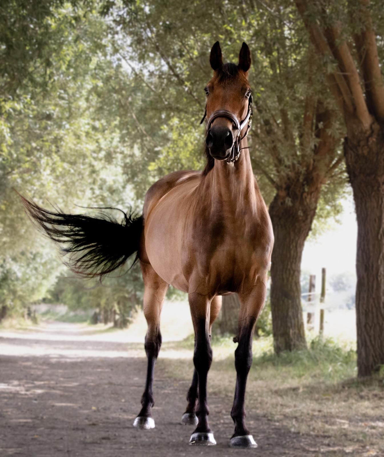 springpaard merrie 7 岁 bruin 出售 - 照片 2