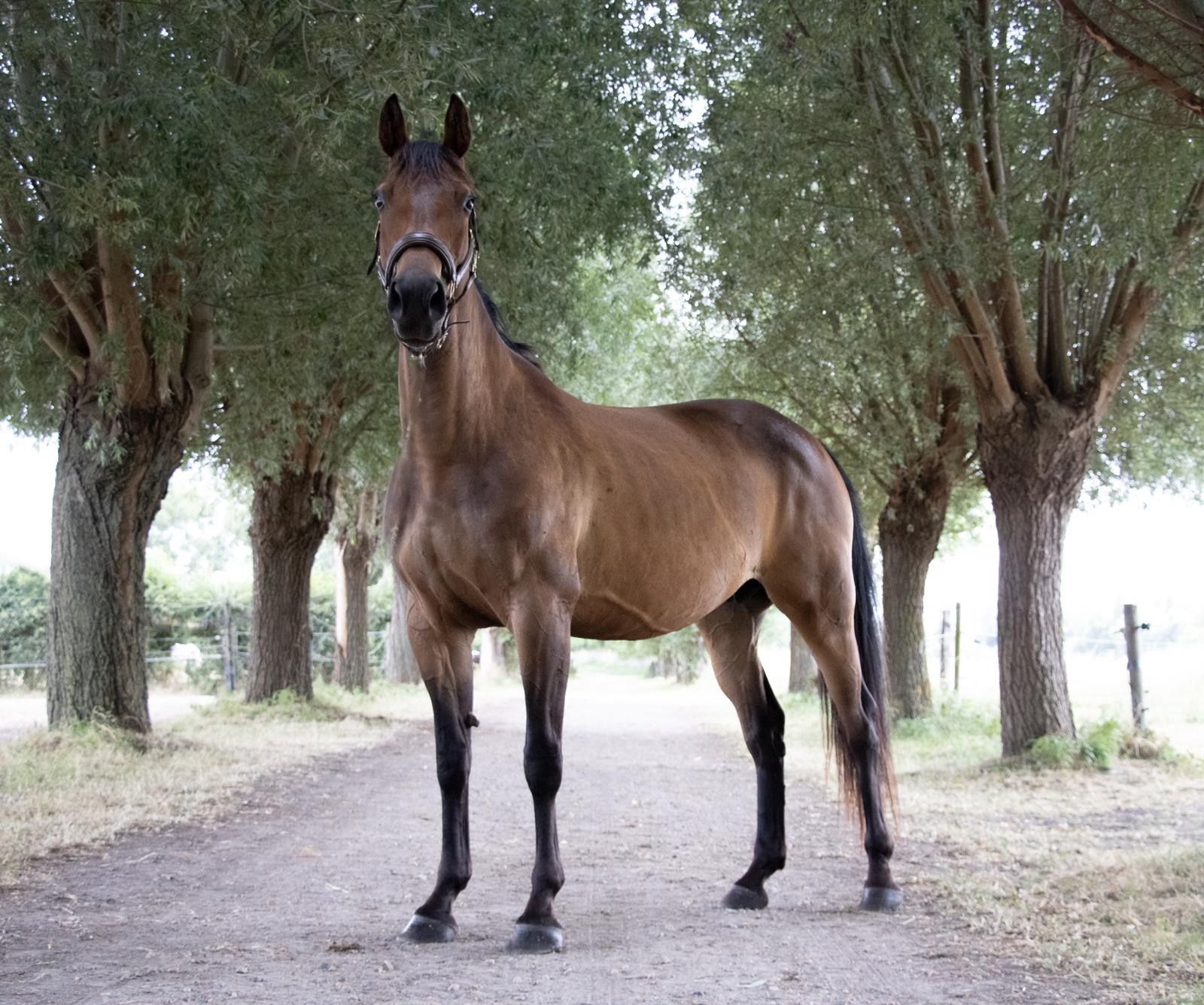 springpaard merrie 7 岁 bruin 出售 - 照片 3