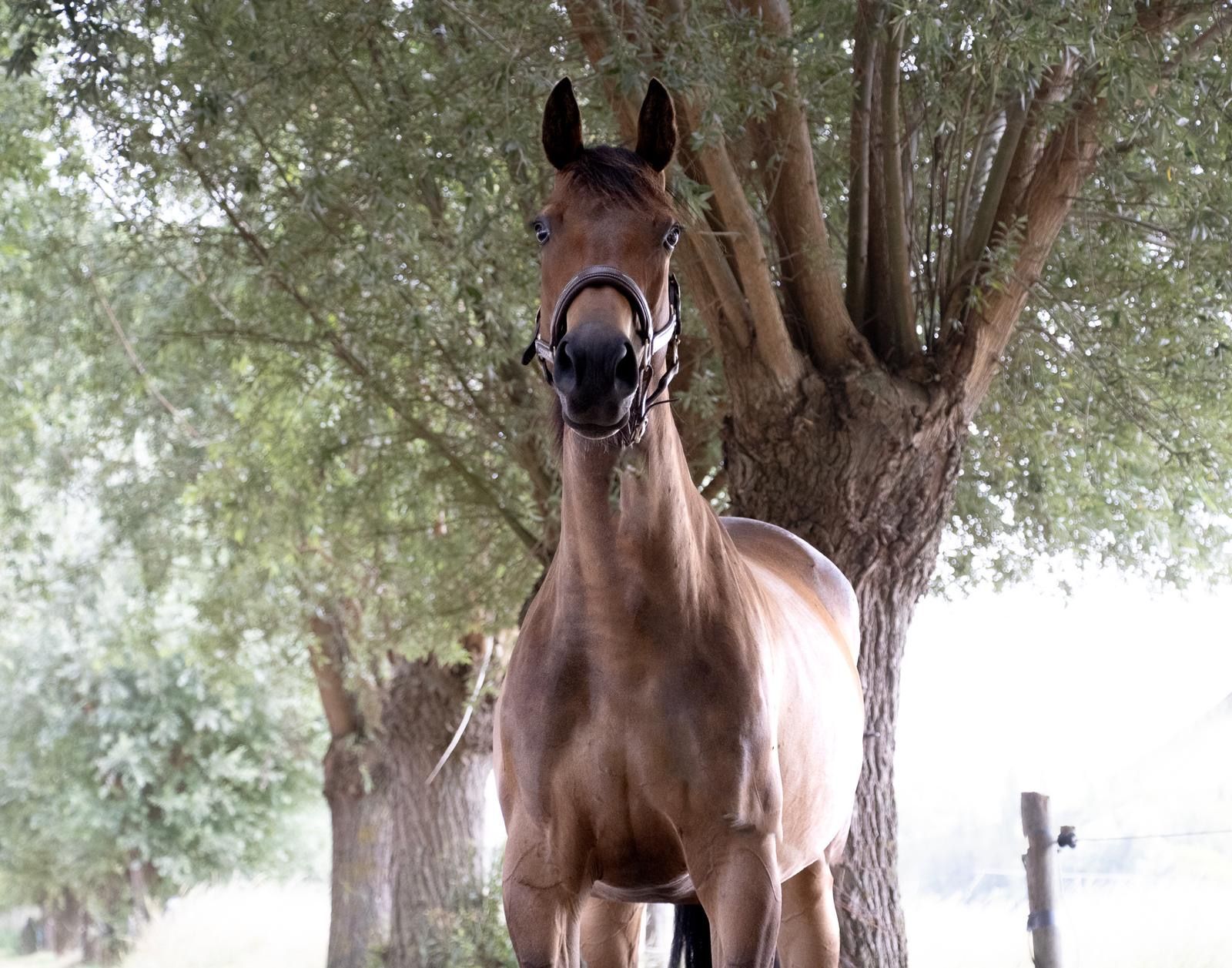 springpaard merrie 7 岁 bruin 出售 - 照片 4