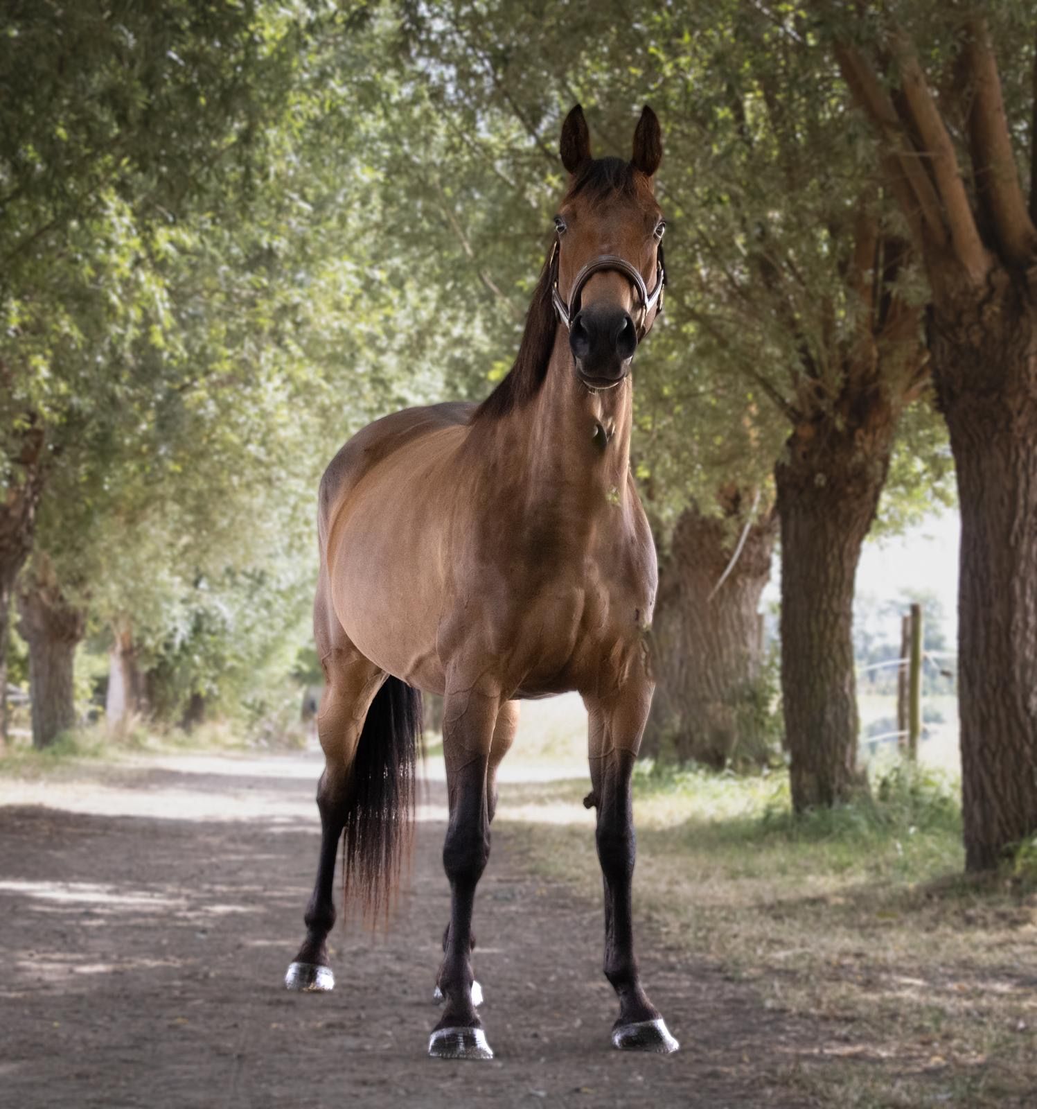 springpaard merrie 7 岁 bruin 出售 - 照片 5