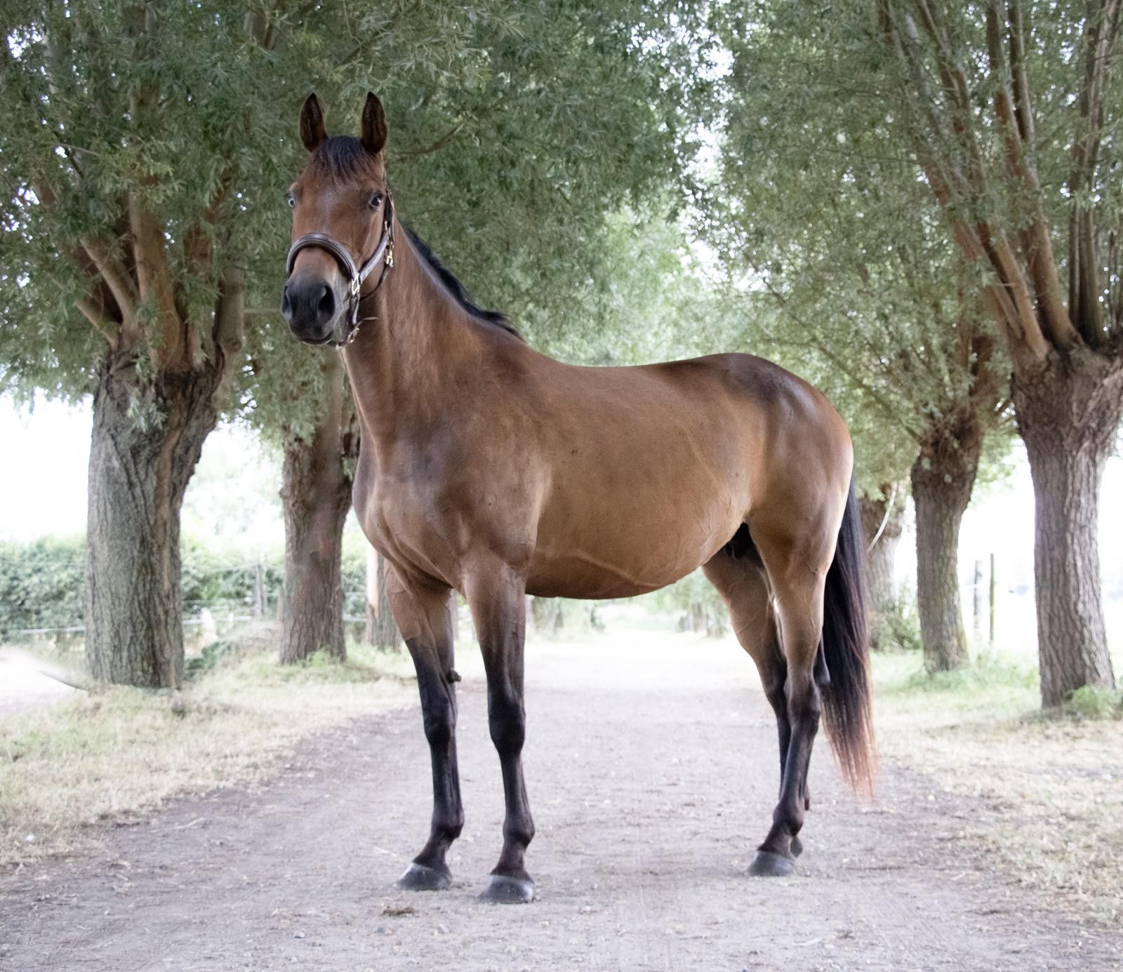 springpaard merrie 7 岁 bruin 出售 - 照片 6