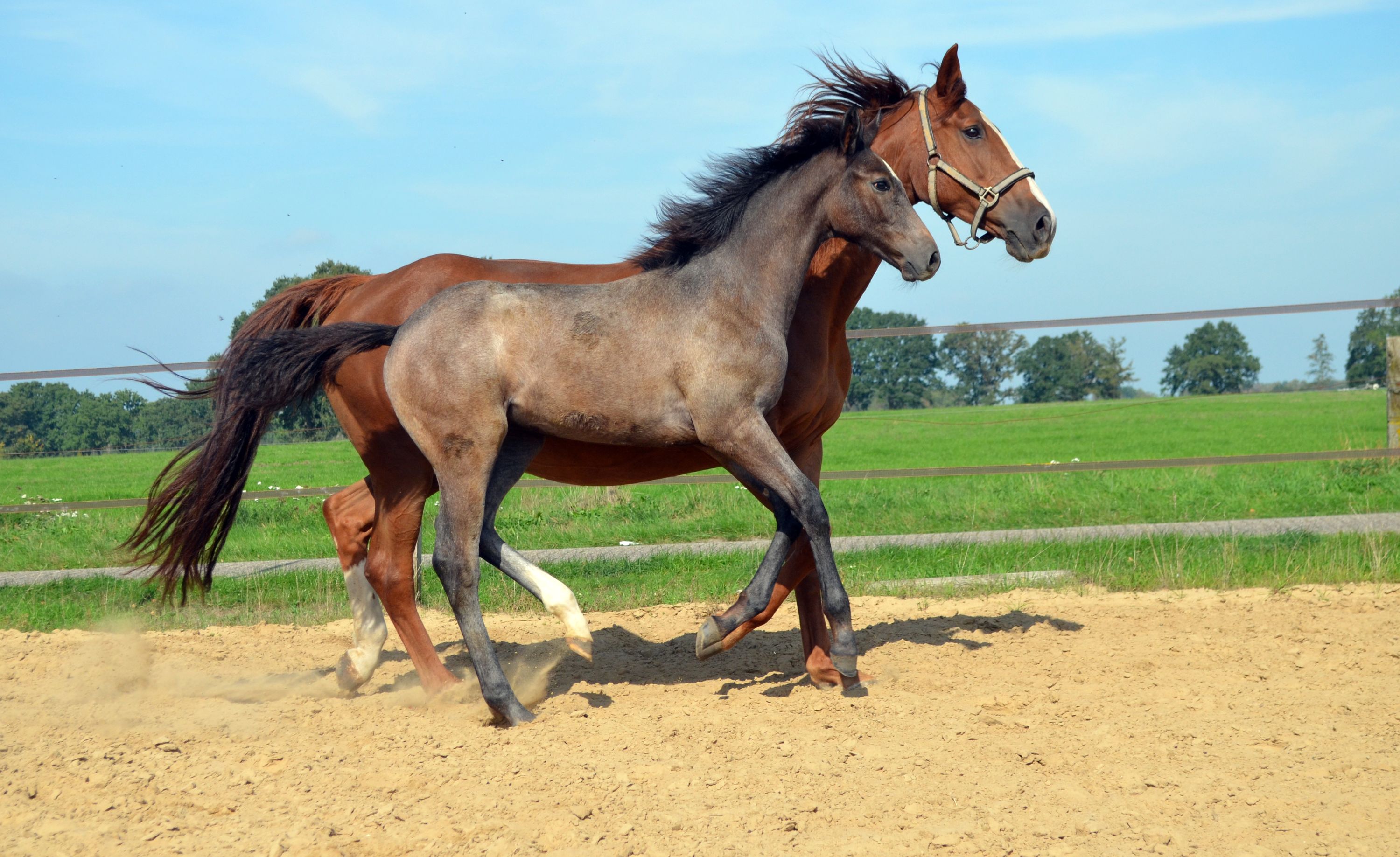 kwpn springpaard hengst 0 ετών schimmel προς πώληση - Φωτογραφία 5