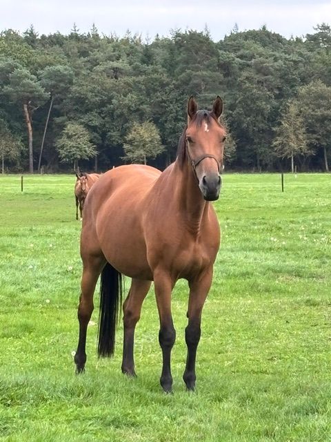 drachtige springfokmerrie uit sterke sportfamilie
