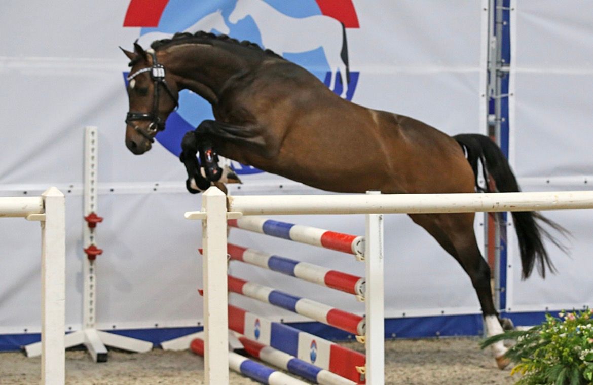 nrps allround-pony ruin 5 岁 donkerbruin 出售 - 照片 3