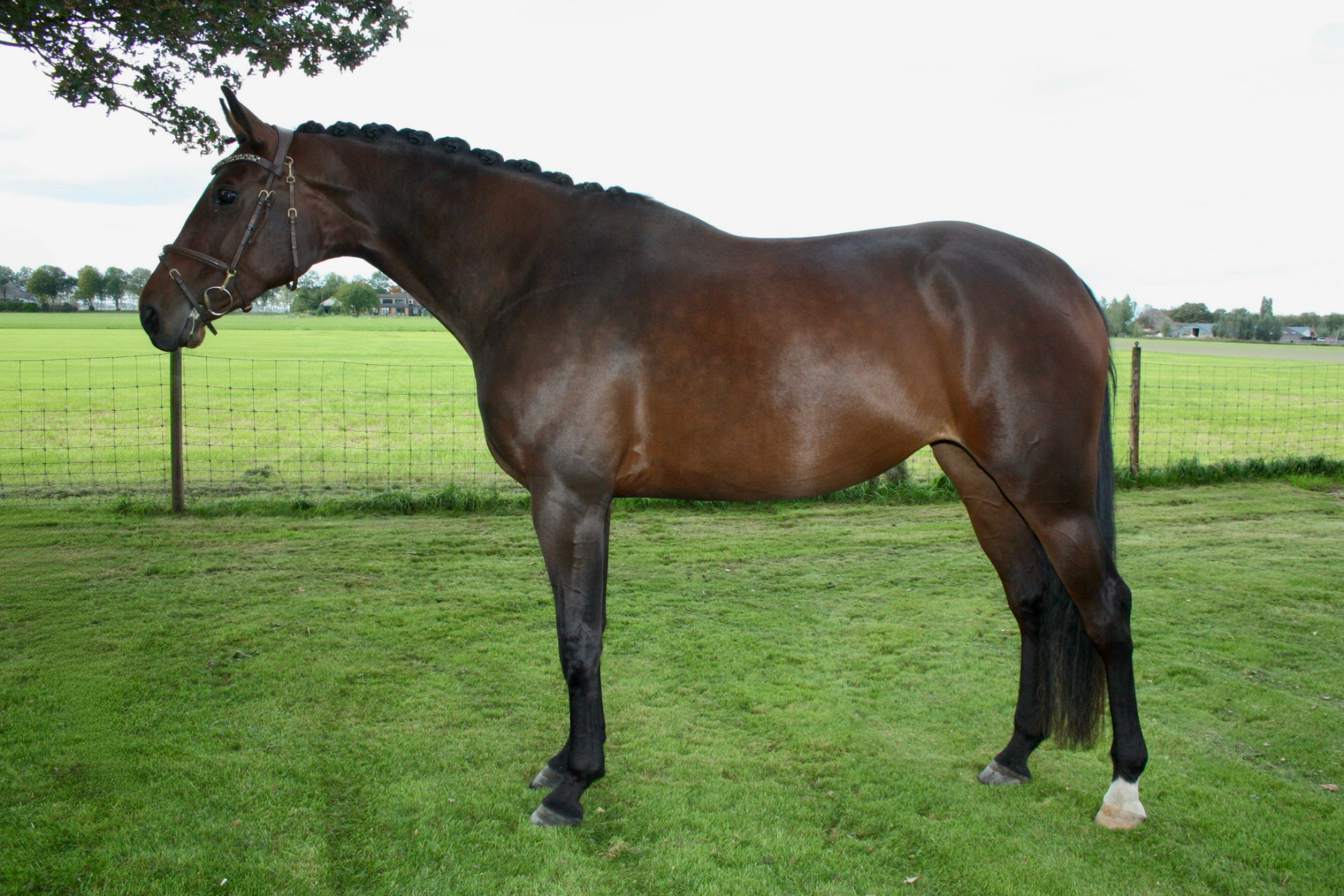 zangersheide eventingpaard merrie 4 år bruin till salu - Foto 2