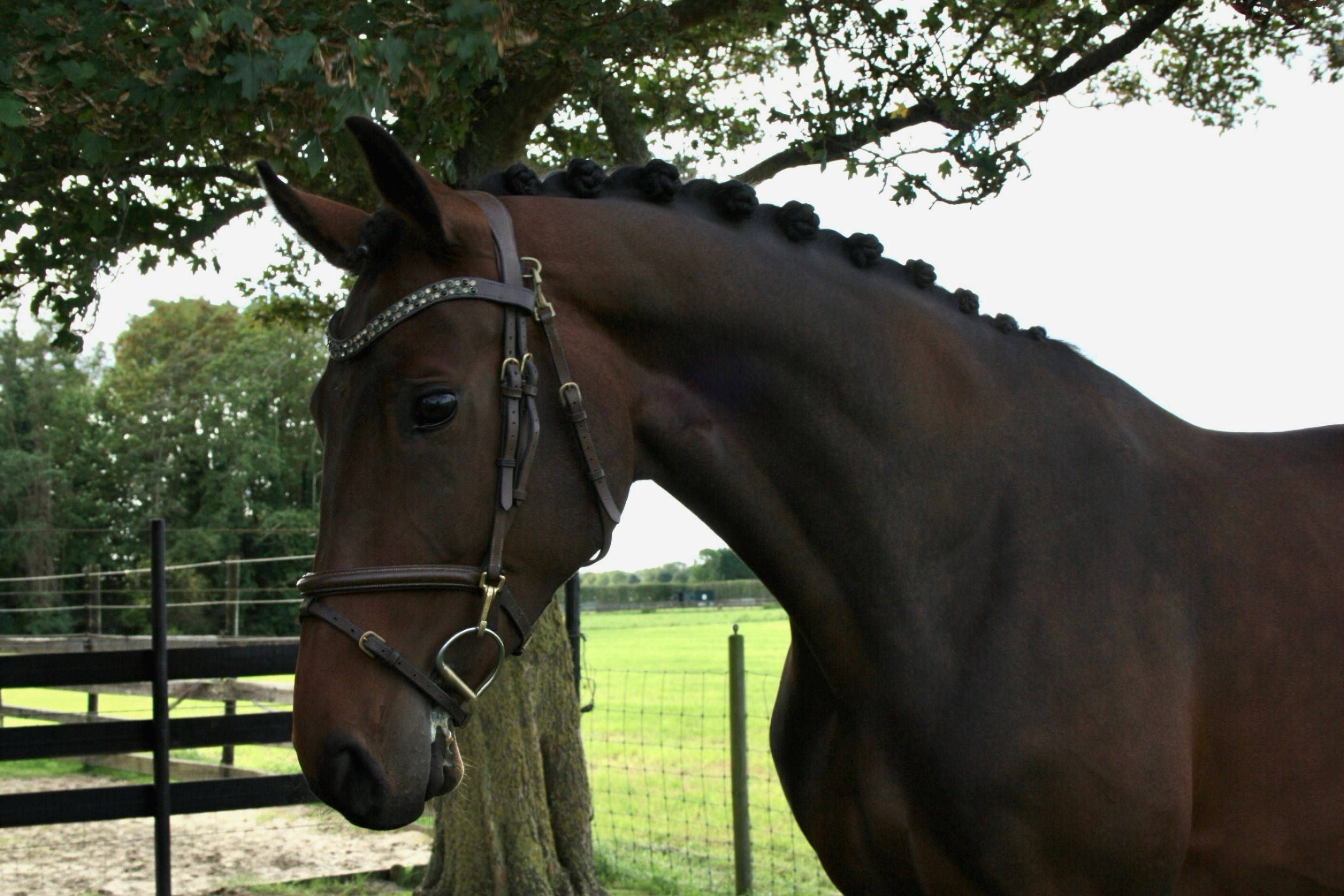 zangersheide eventingpaard merrie 4 år bruin till salu - Foto 3
