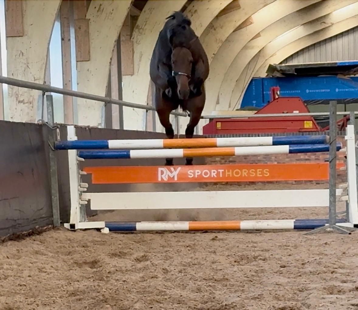 Qualitätvolle 3-jährige Springstute – Escape Z x Nabab de Rêve